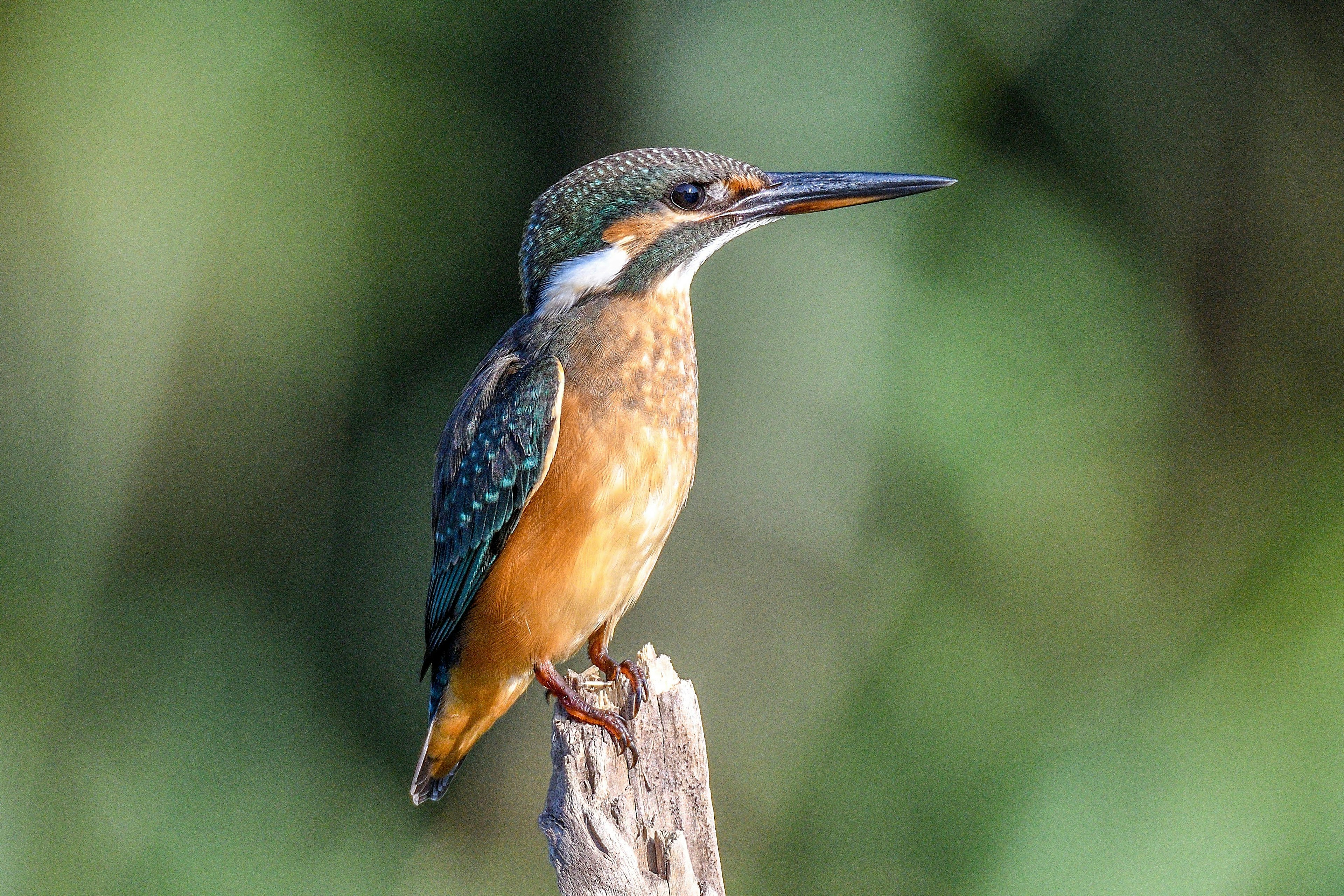 Un martin pescatore con testa blu e petto arancione appollaiato su un ramo