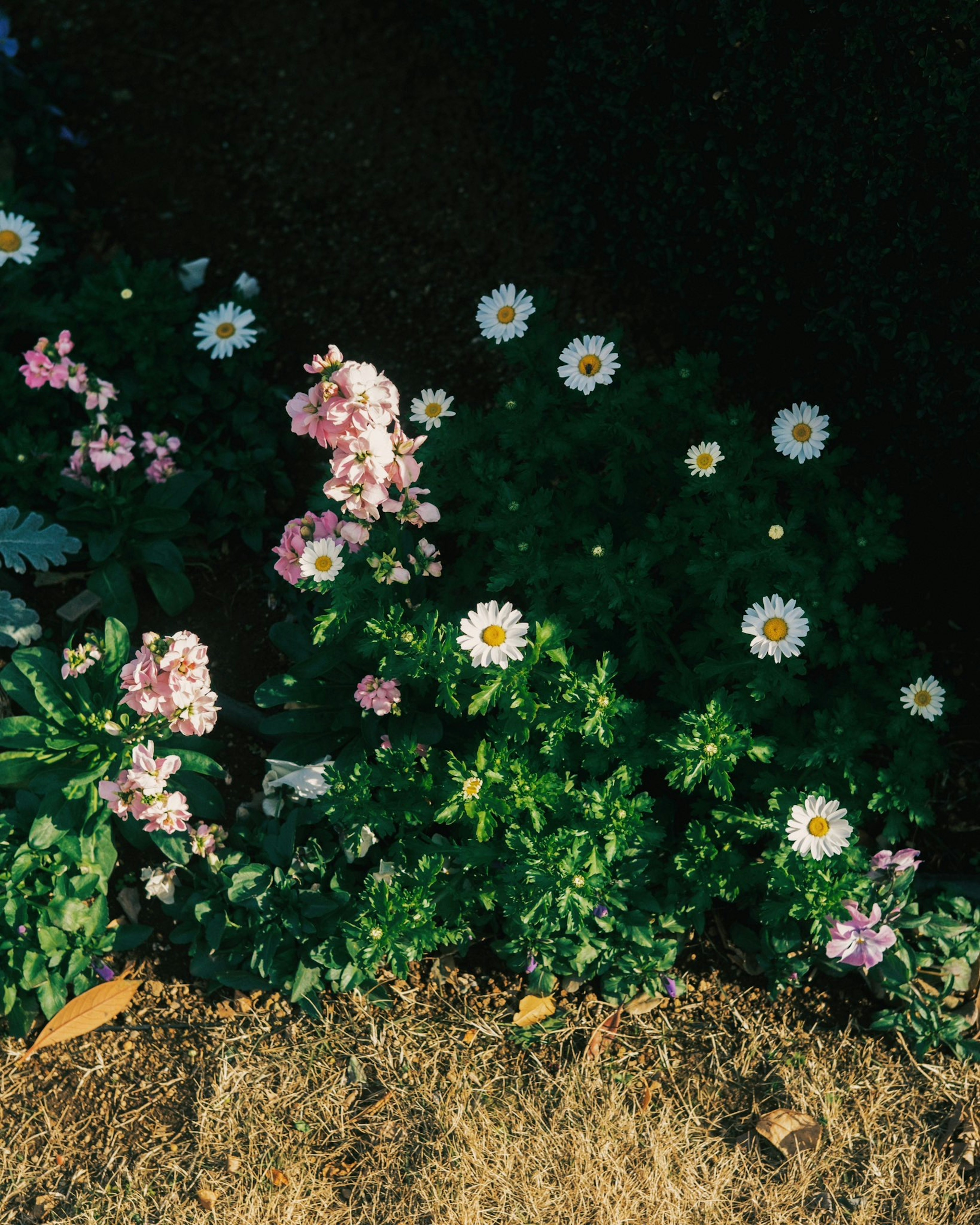 A corner of a garden with colorful flowers featuring pink and white blooms