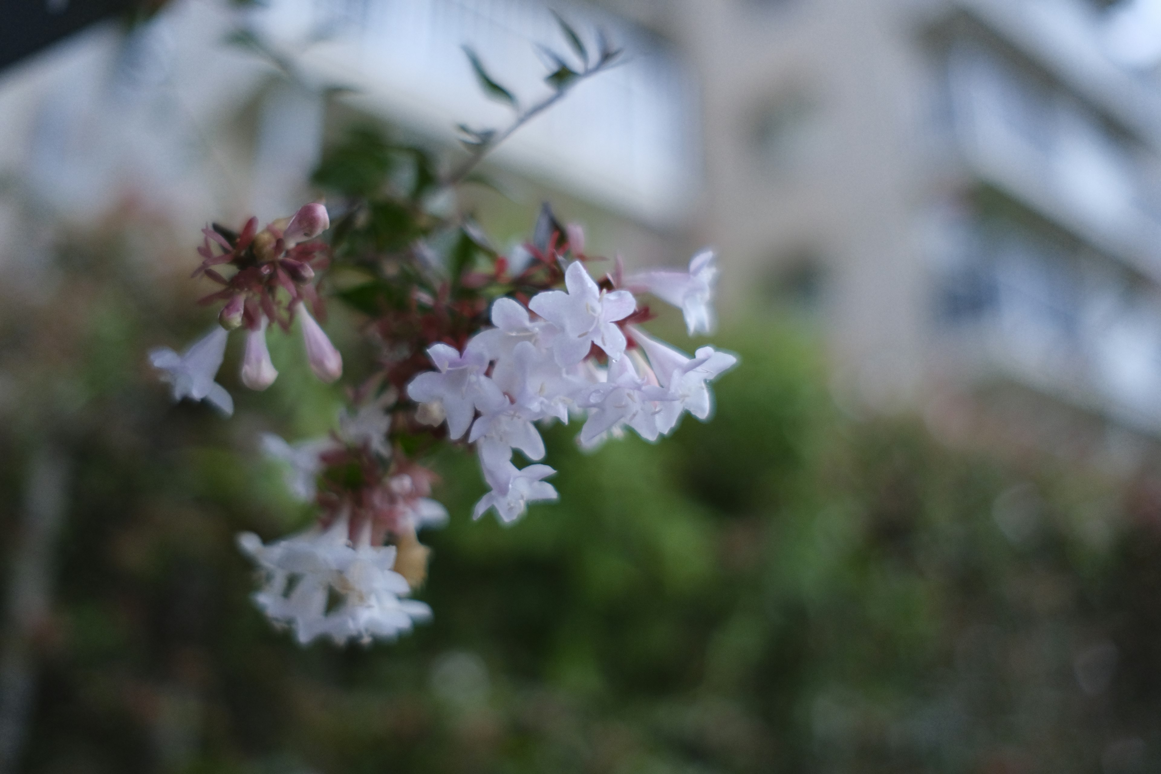 Zweig mit blassen lila Blumen vor unscharfem Hintergrund