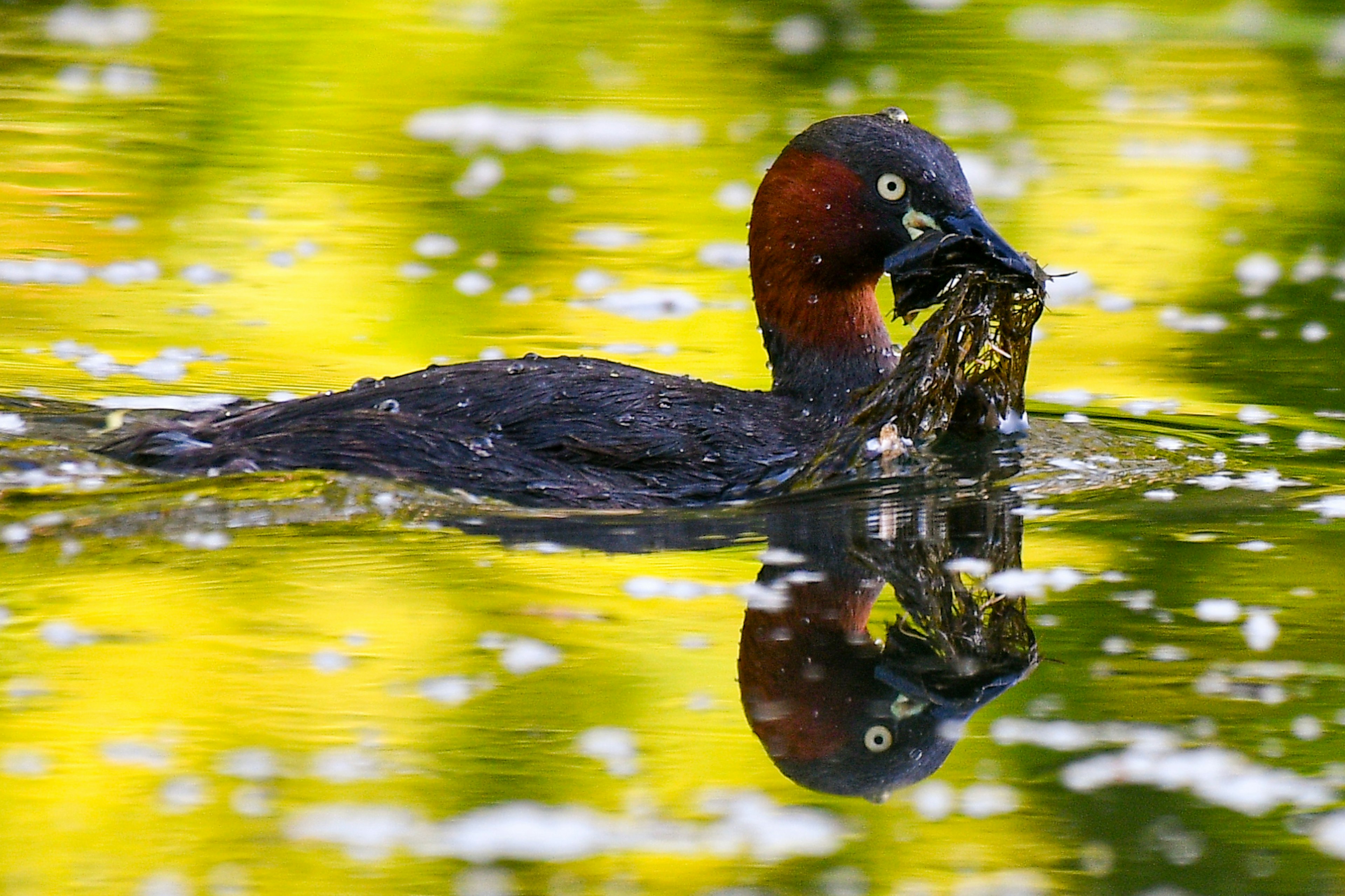 A duck swimming on the water holding a fish in its beak