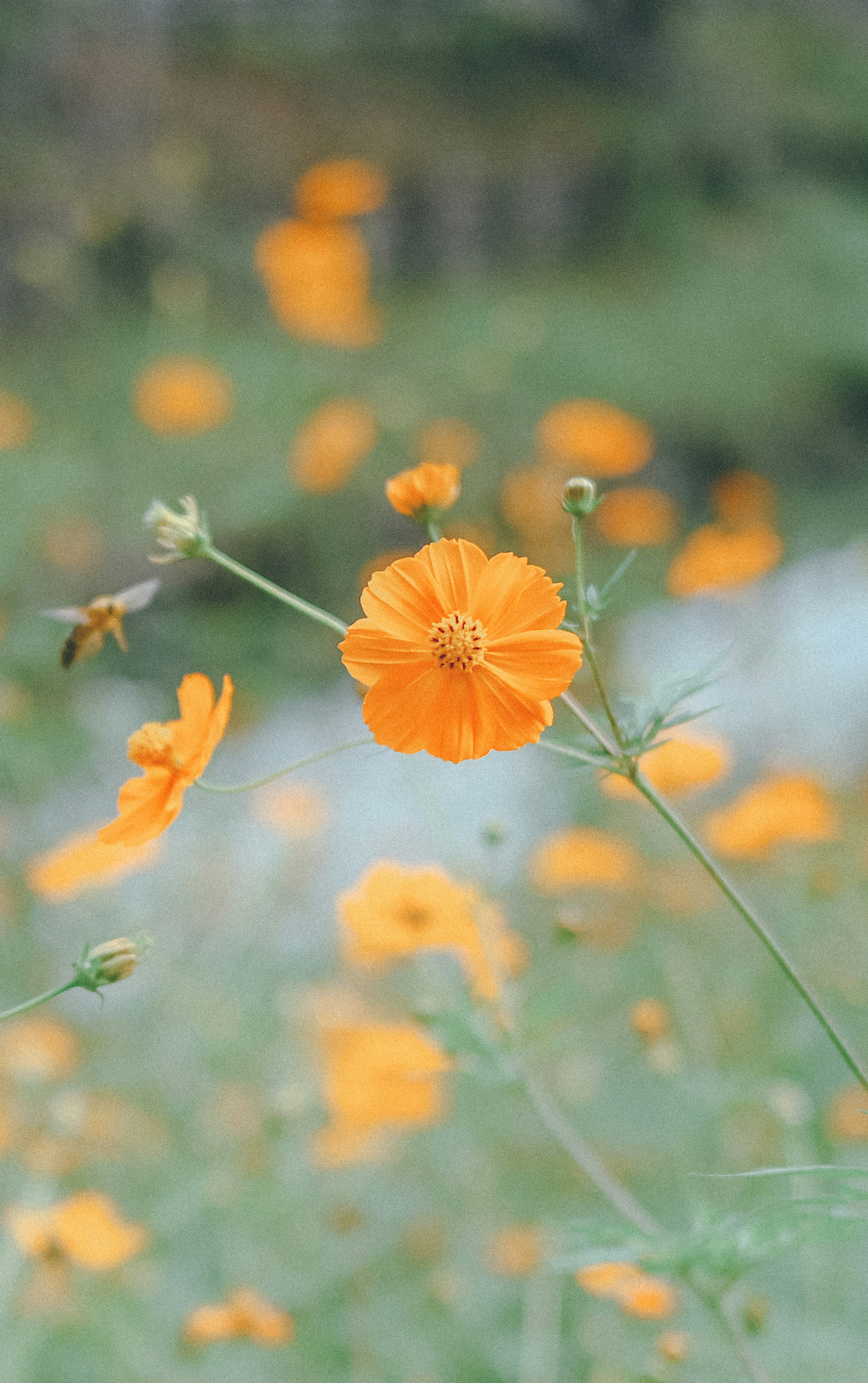 Primo piano di fiori arancioni in fiore in un campo verde