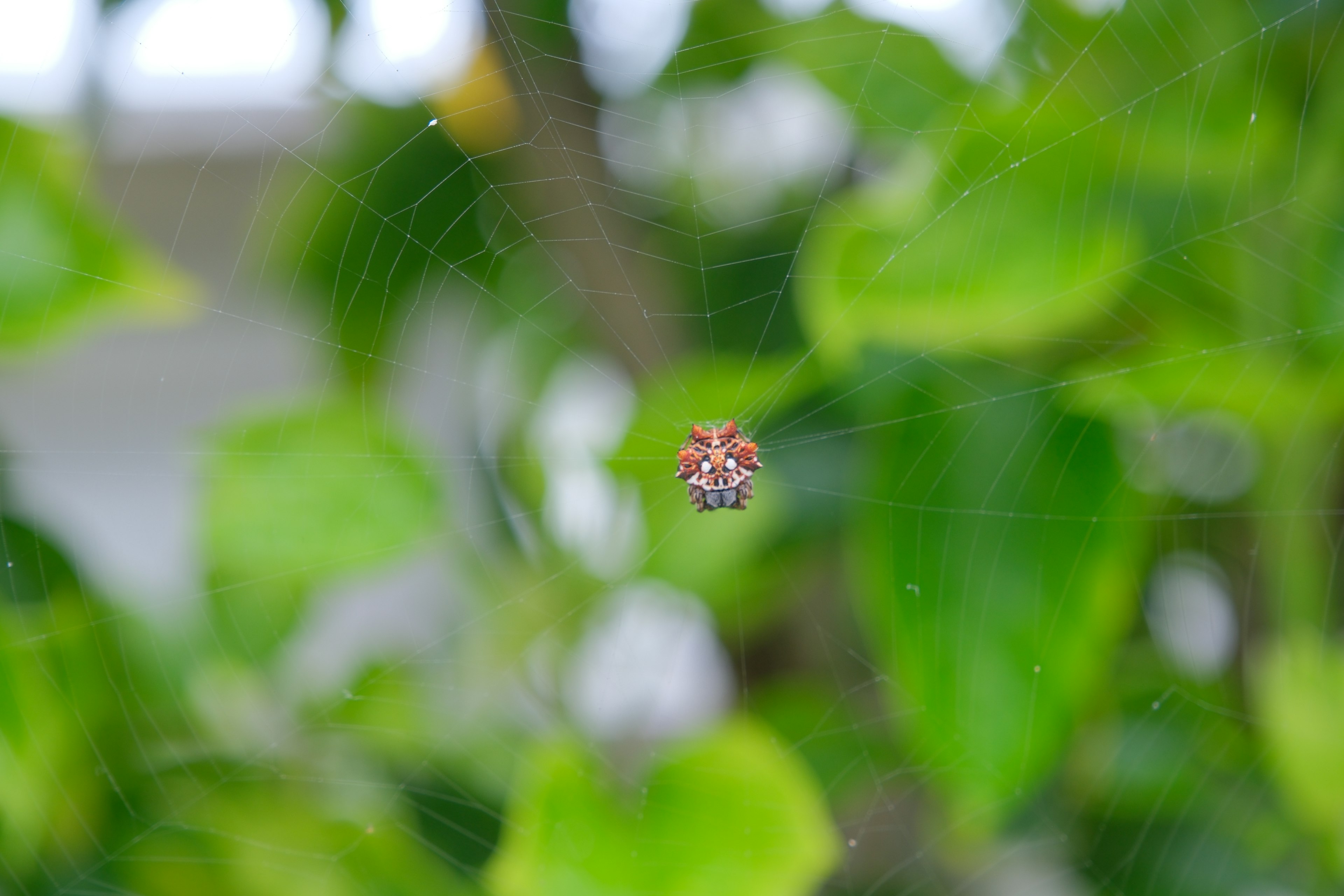 Araña roja en una telaraña rodeada de hojas verdes