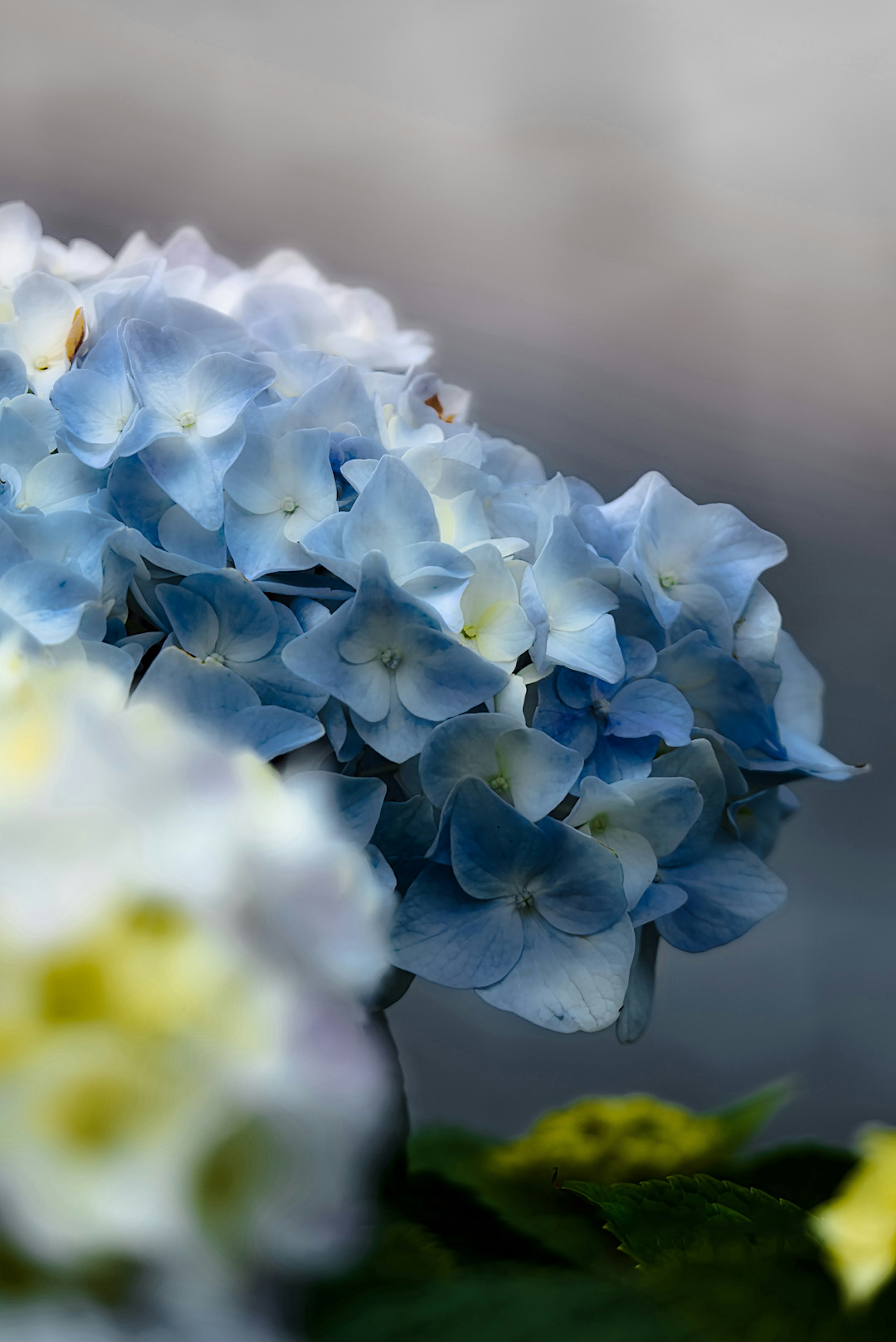 Primo piano di fiori di ortensia blu con sfondo sfocato