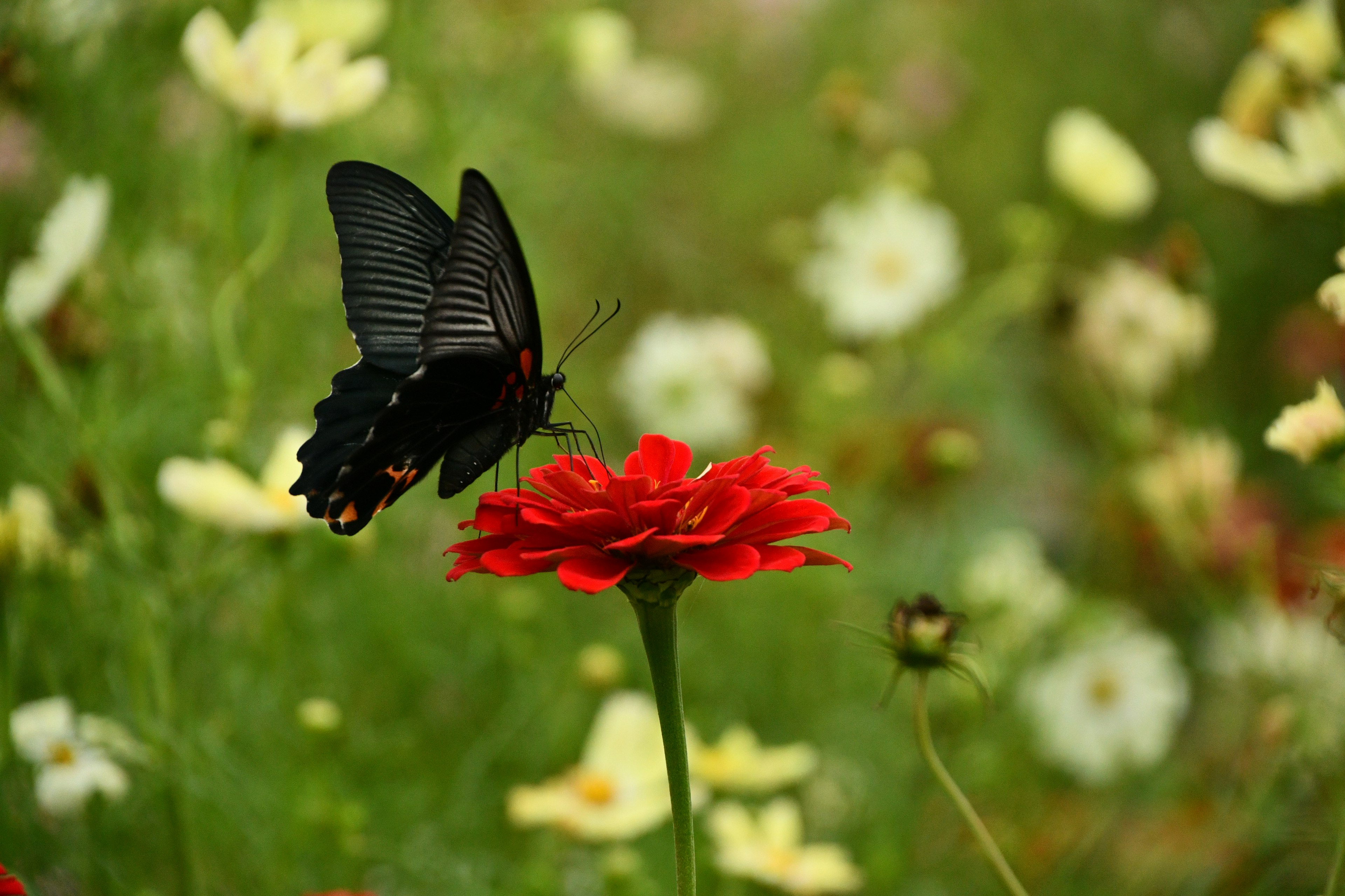 A black butterfly perched on a red flower in a garden