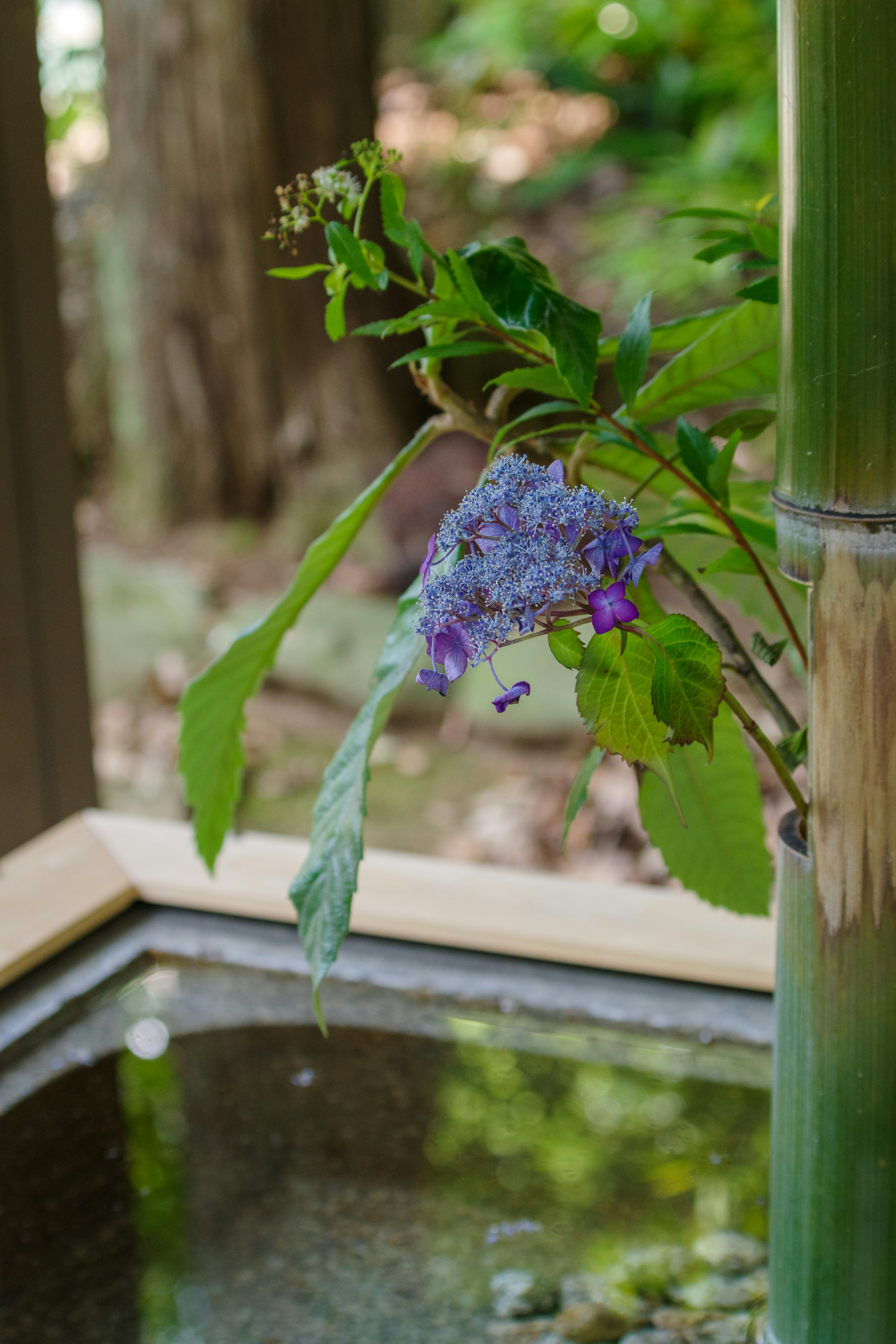 竹の近くに咲く紫色の花と緑の葉の組み合わせ