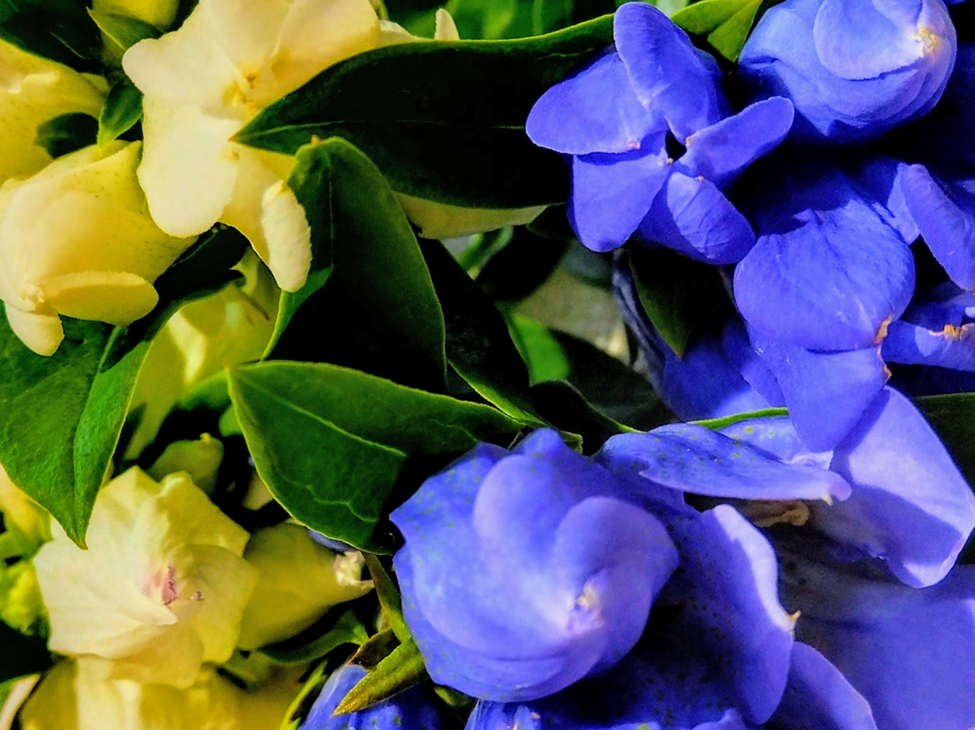 Close-up of vibrant flowers in yellow and blue with green leaves