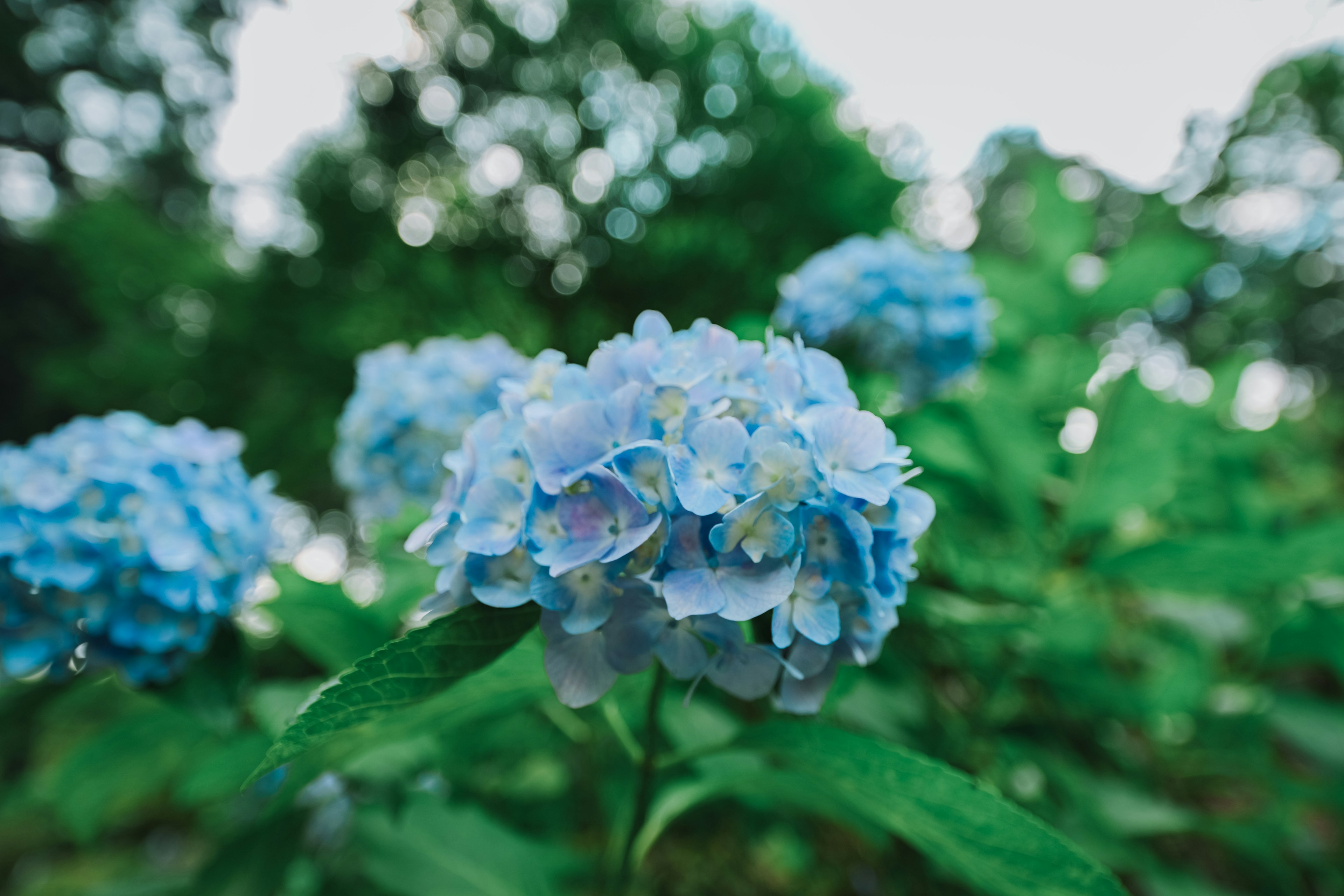 Fiori di ortensia blu che fioriscono tra foglie verdi