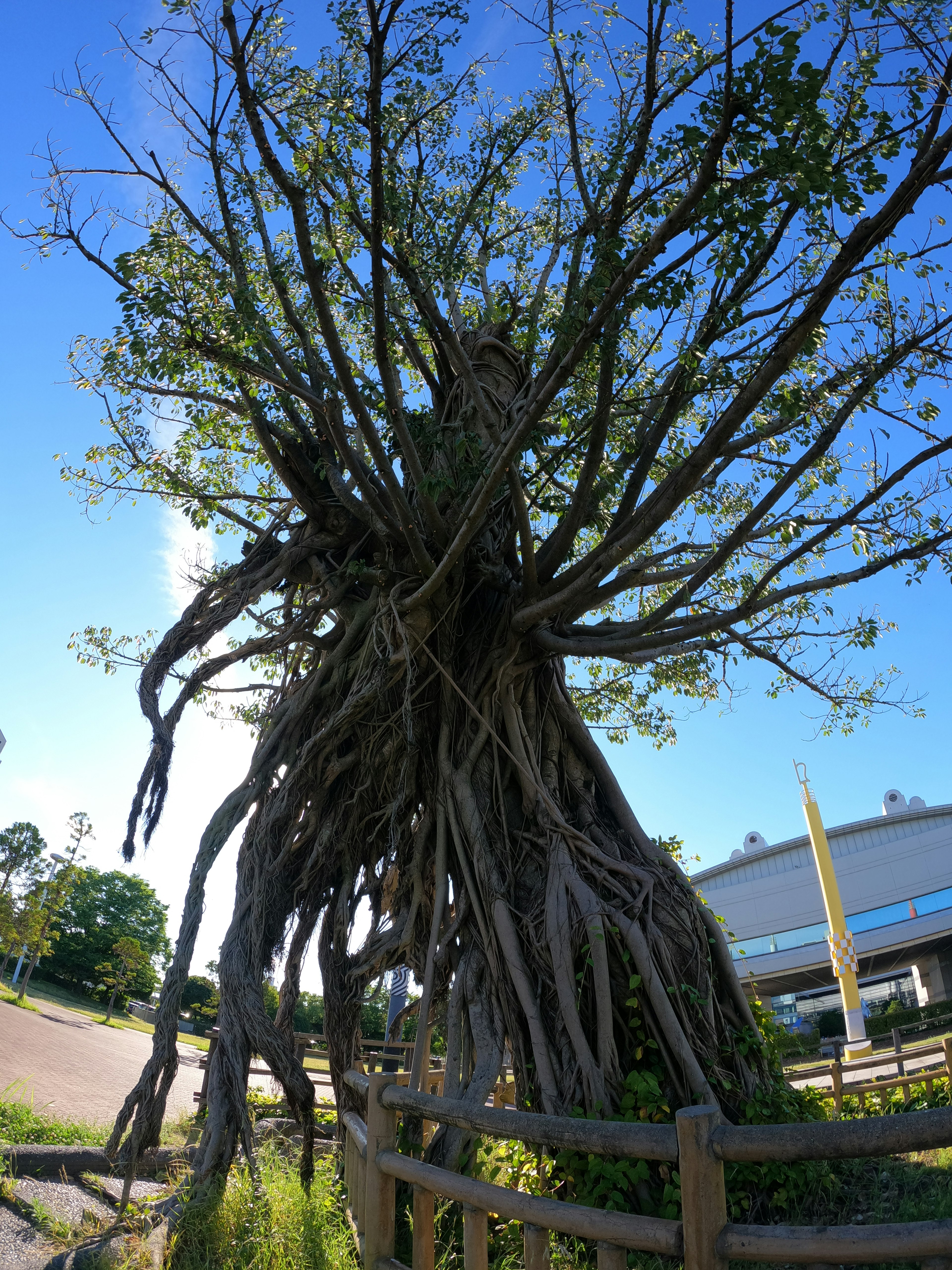 Un grande albero con radici espandenti sotto un cielo blu luminoso