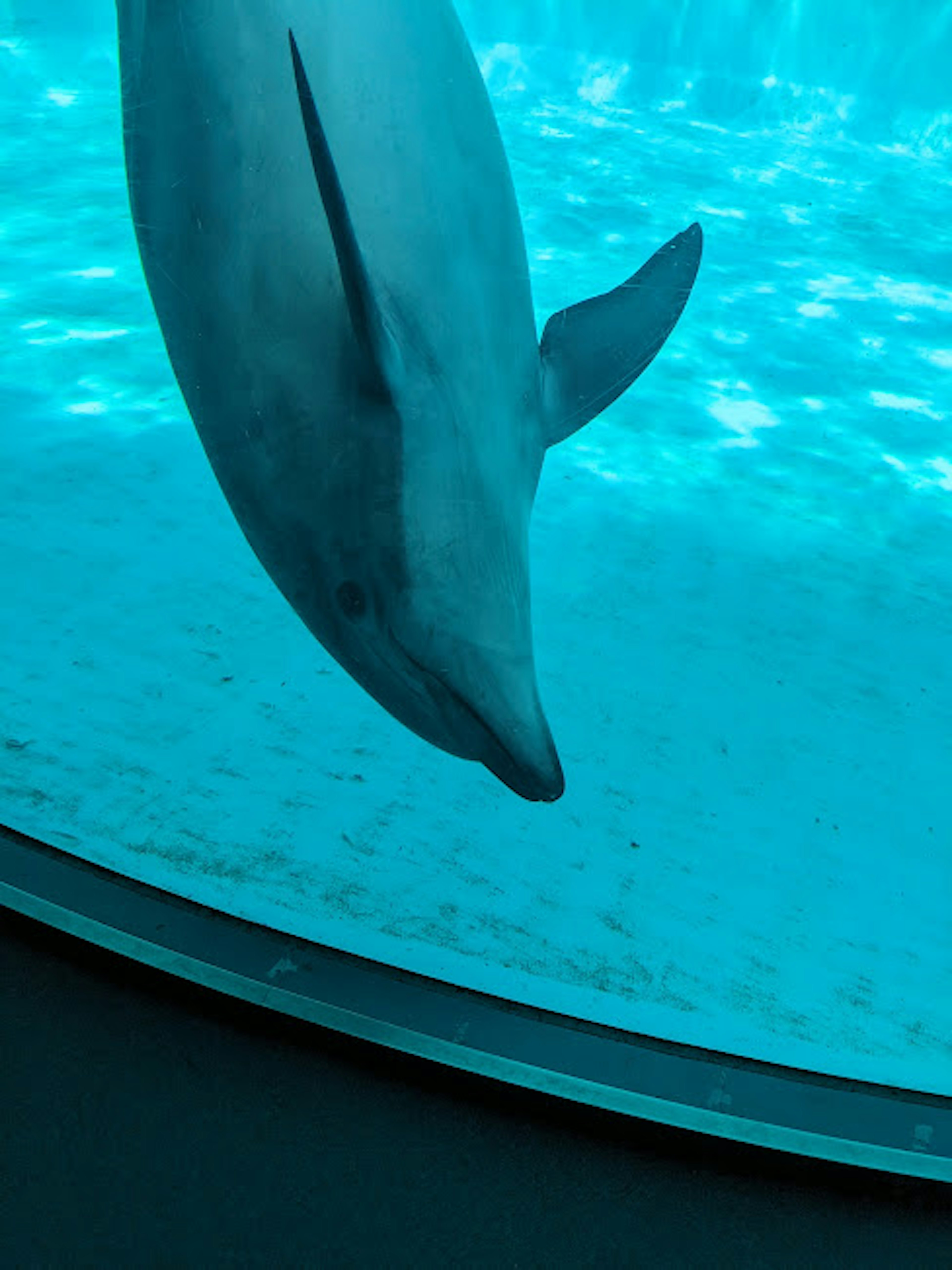 Bild eines Delfins, der unter Wasser schwimmt, mit klarem blauen Hintergrund