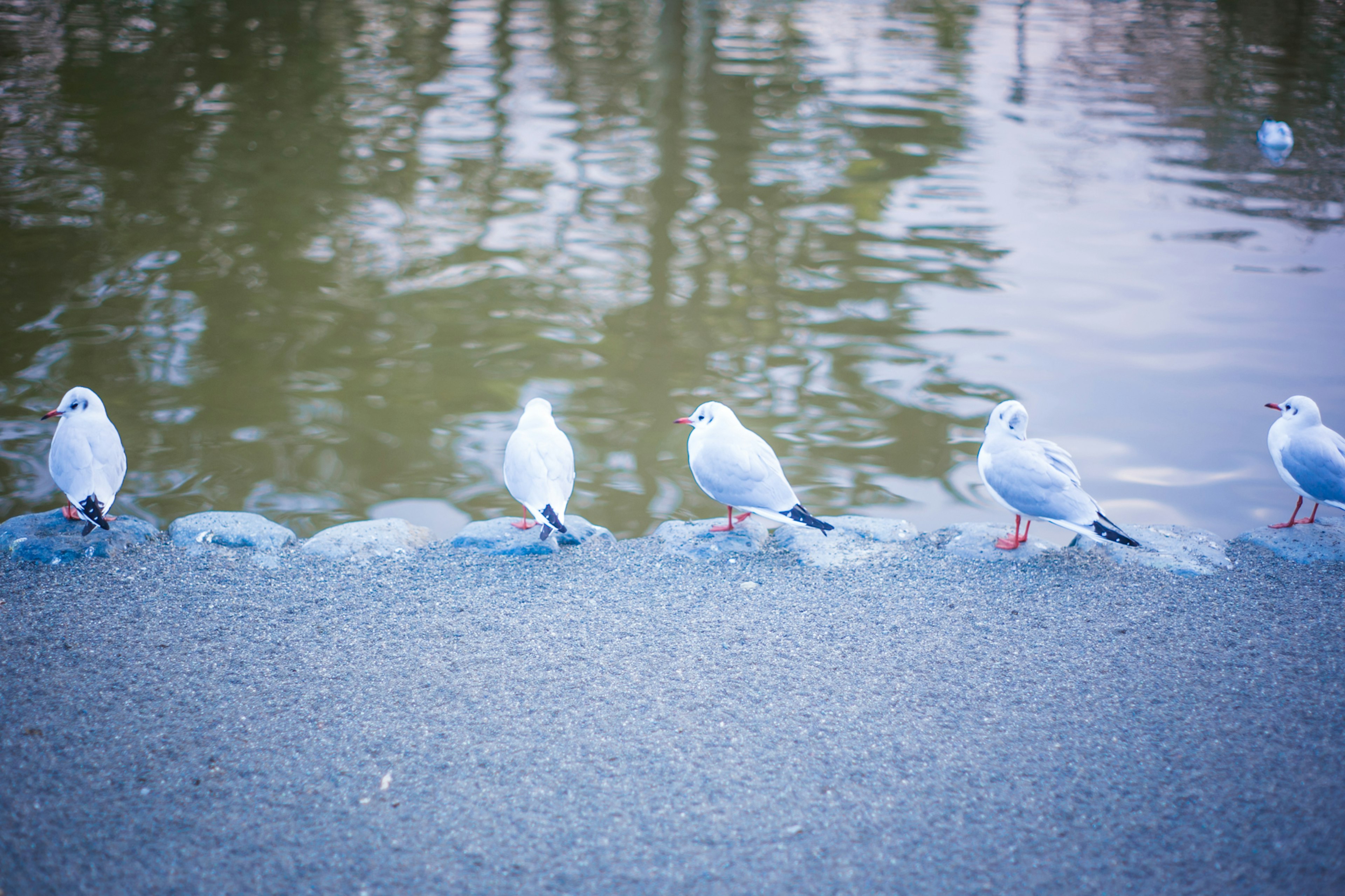 Une rangée de mouettes se tenant au bord de l'eau avec des reflets calmes