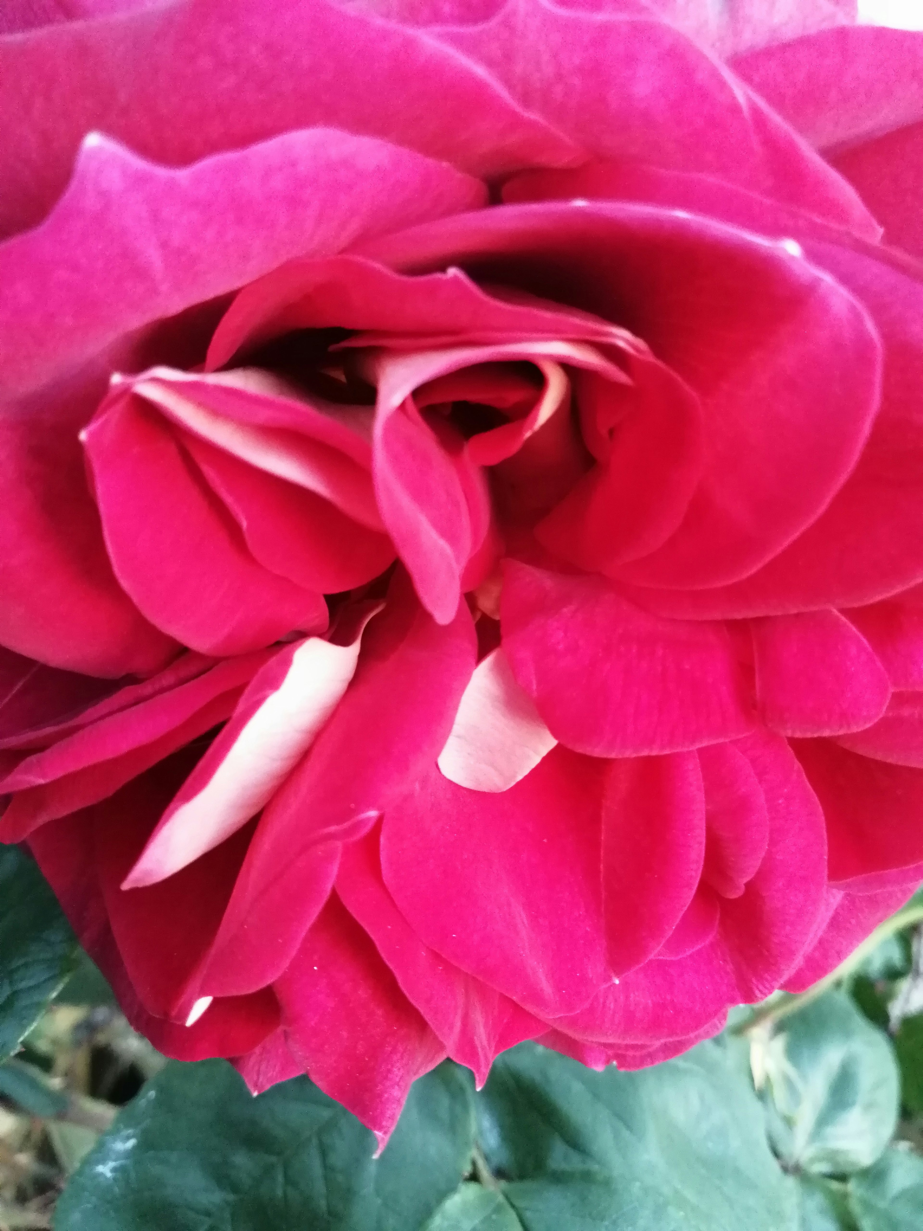 Primo piano di una rosa rosa vibrante che mostra i suoi bellissimi petali e foglie verdi