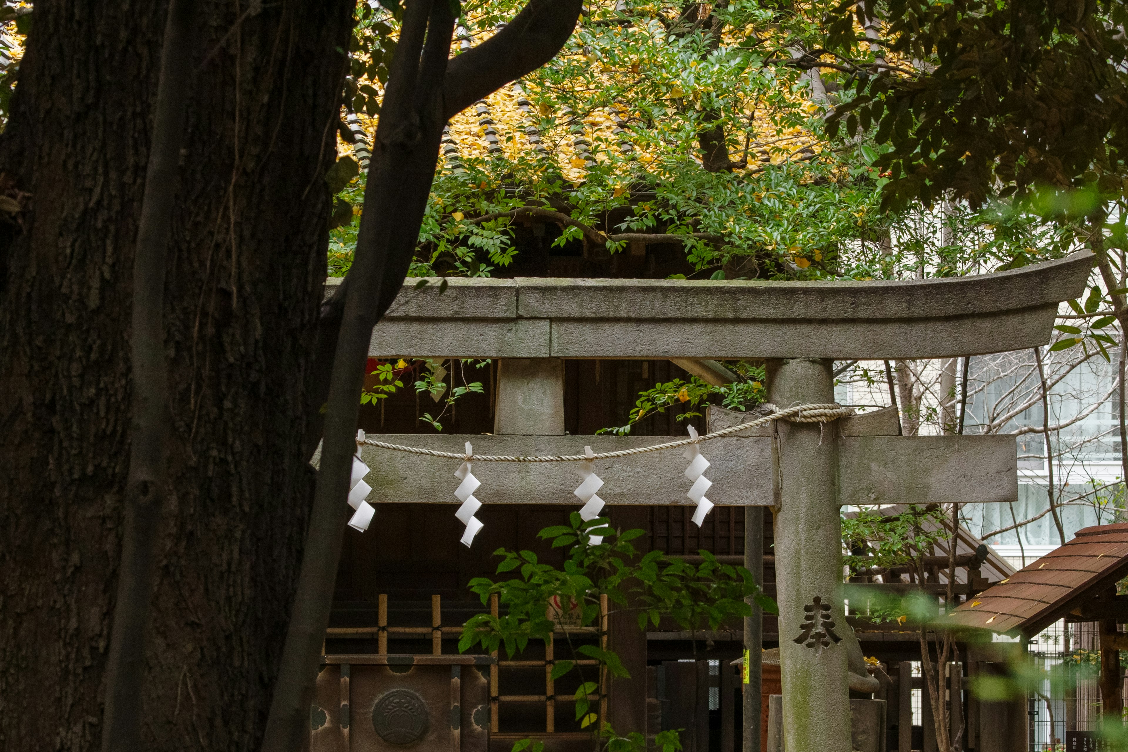 Torii gate of a shrine surrounded by trees with white shimenawa