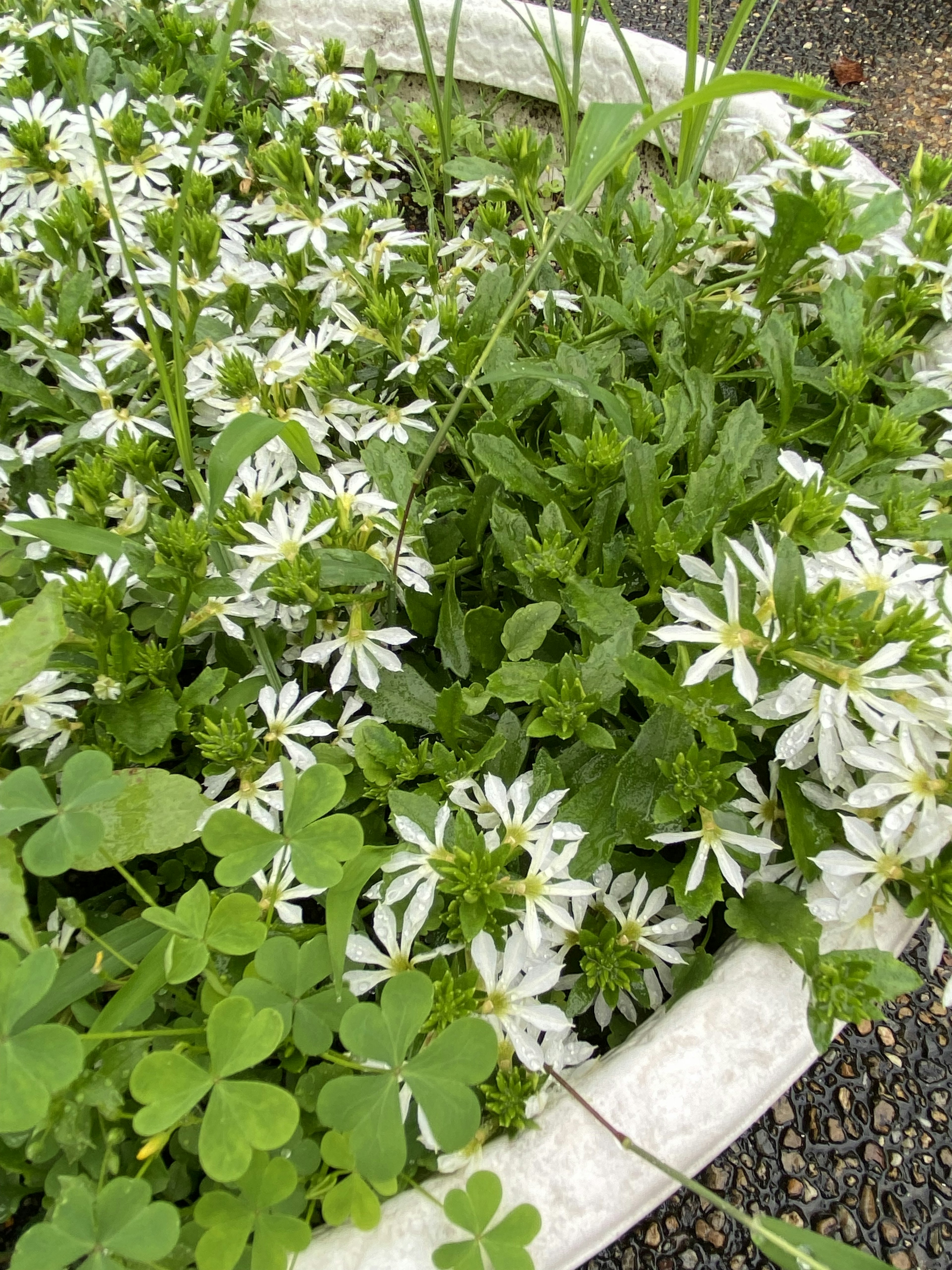 Pflanzen in einem Blumentopf mit weißen Blumen und üppigem grünem Laub