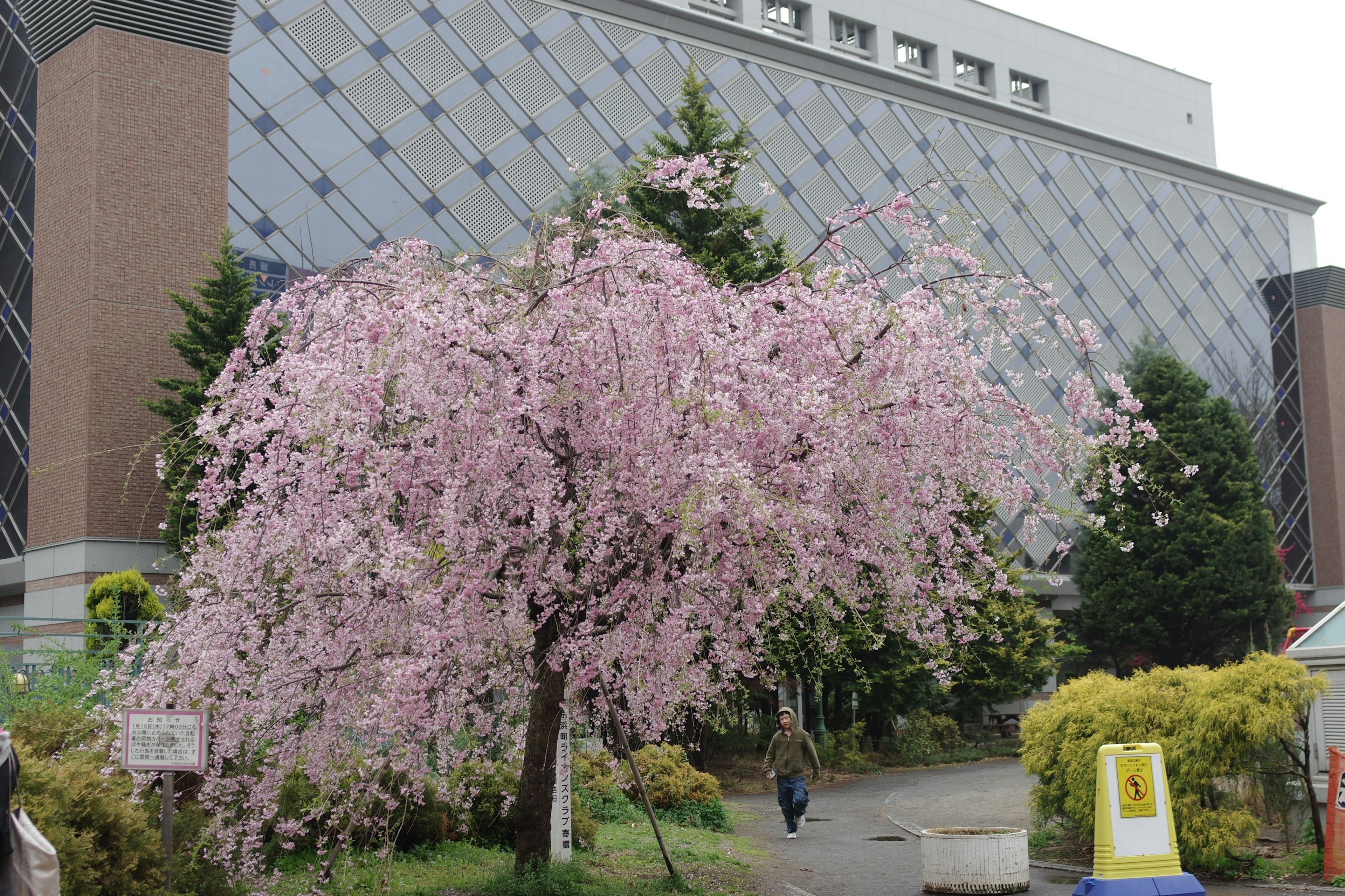 桜の木が咲いている風景と現代的な建物