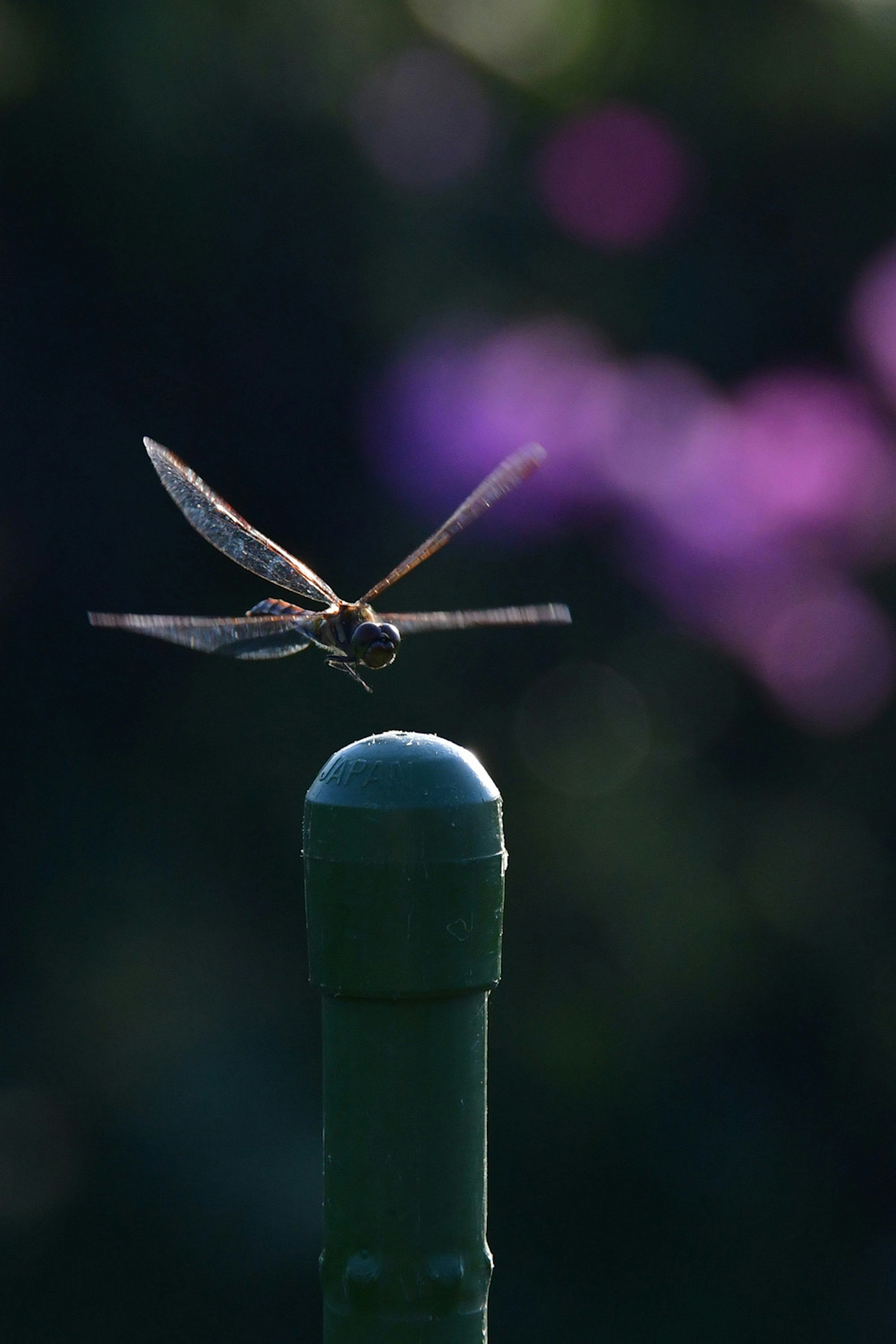 Close-up of a dragonfly perched on a green pole with blurred purple flowers in the background