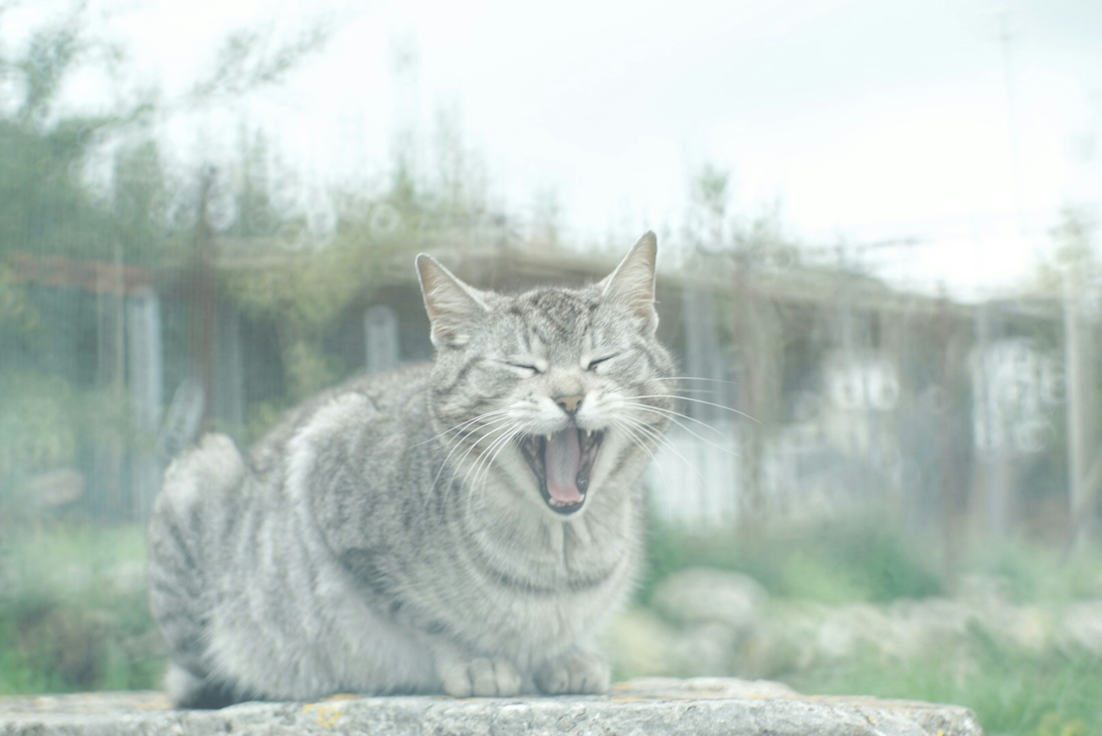 Graue Katze gähnt mit verschwommenem Hintergrund