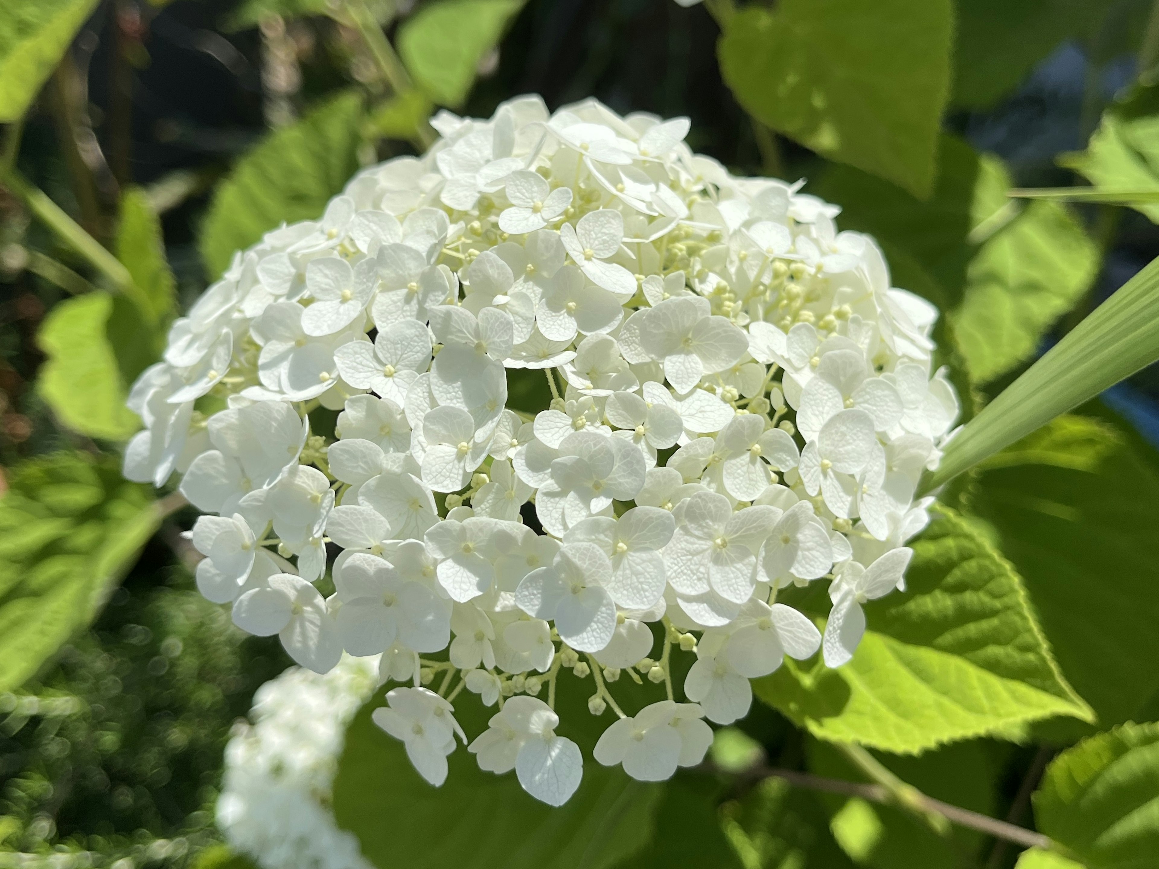 Hermoso racimo de flores blancas de hortensia