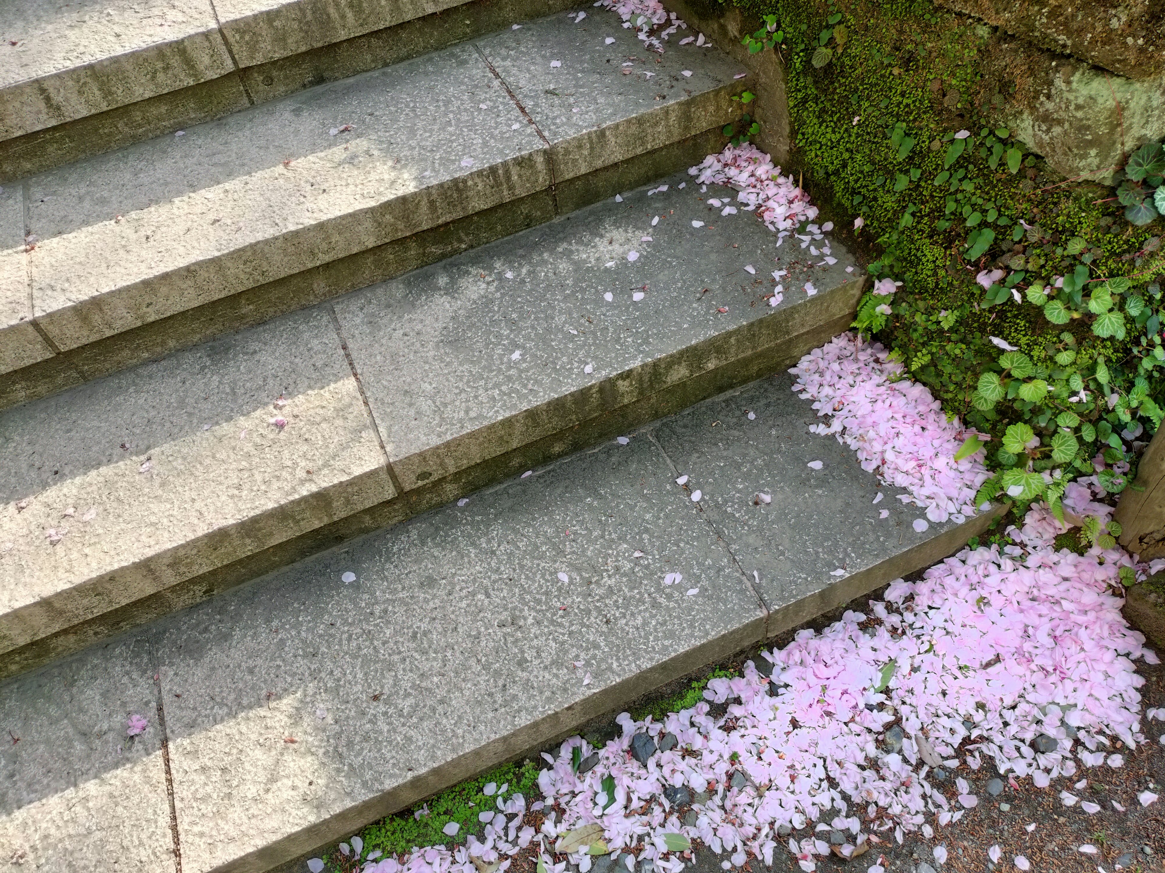 Escaleras de piedra adornadas con pétalos de cerezo rosa esparcidos