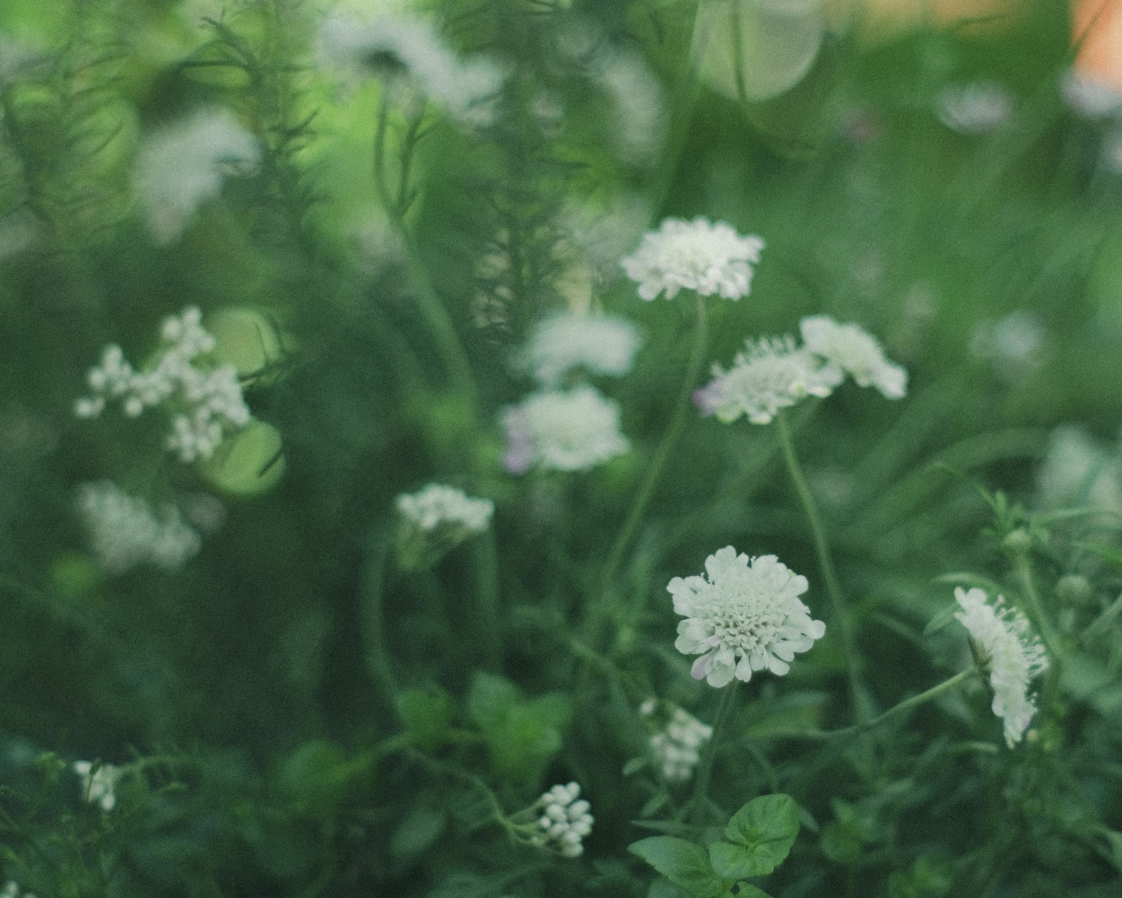 Acercamiento de flores blancas floreciendo contra un fondo verde