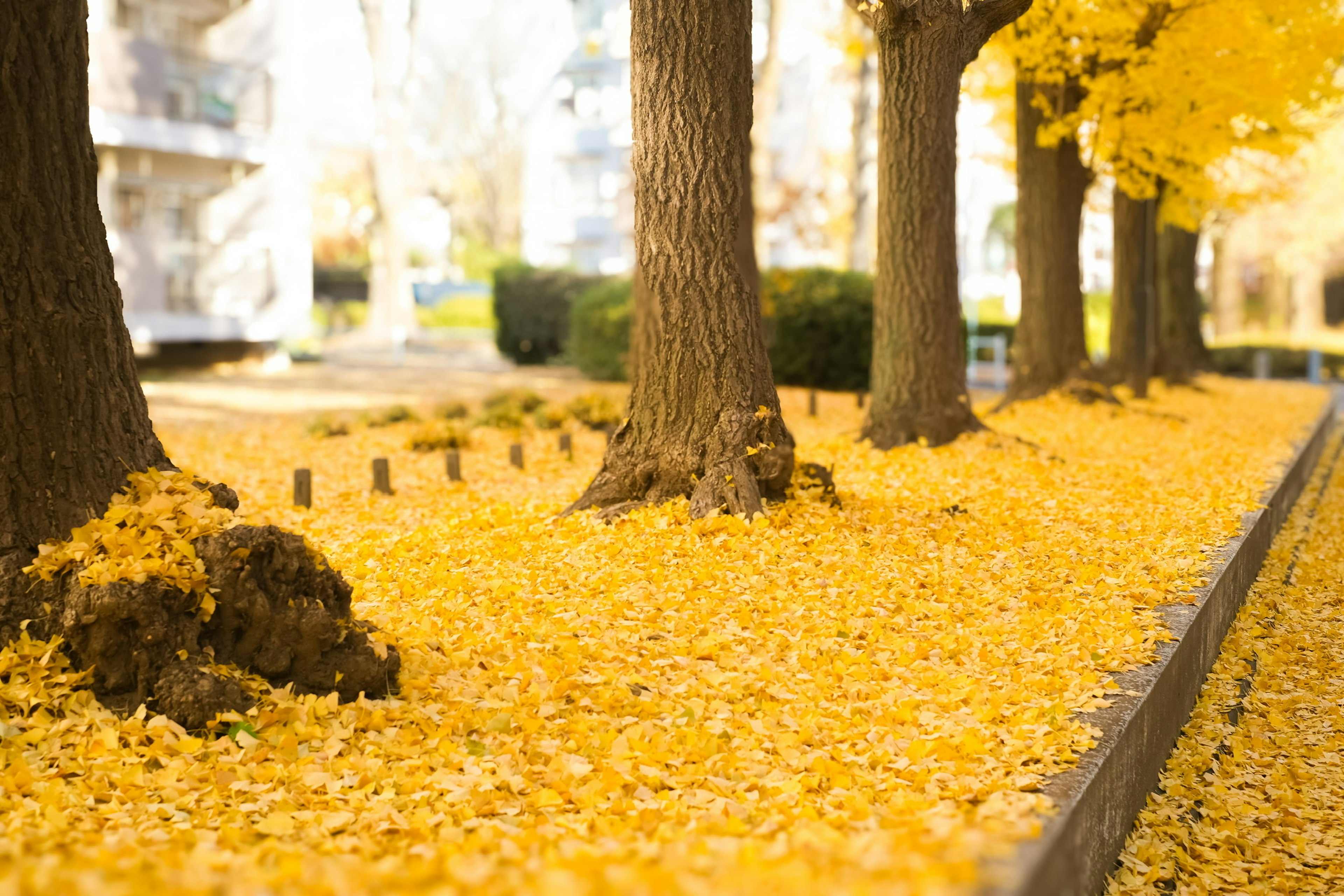 Vue pittoresque d'arbres bordant un chemin recouvert de feuilles dorées