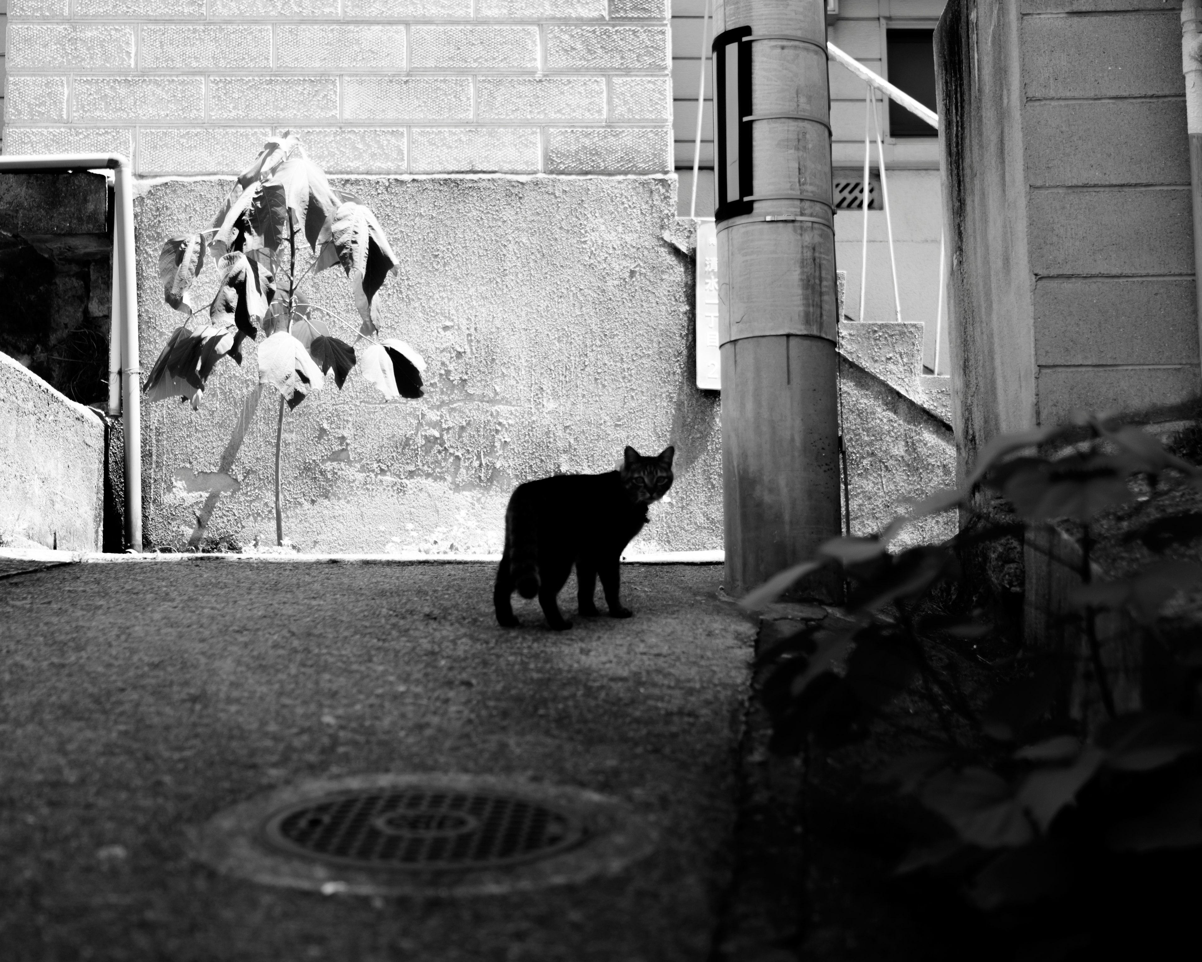 A black cat standing in a narrow alley with a wall and a plant in the background