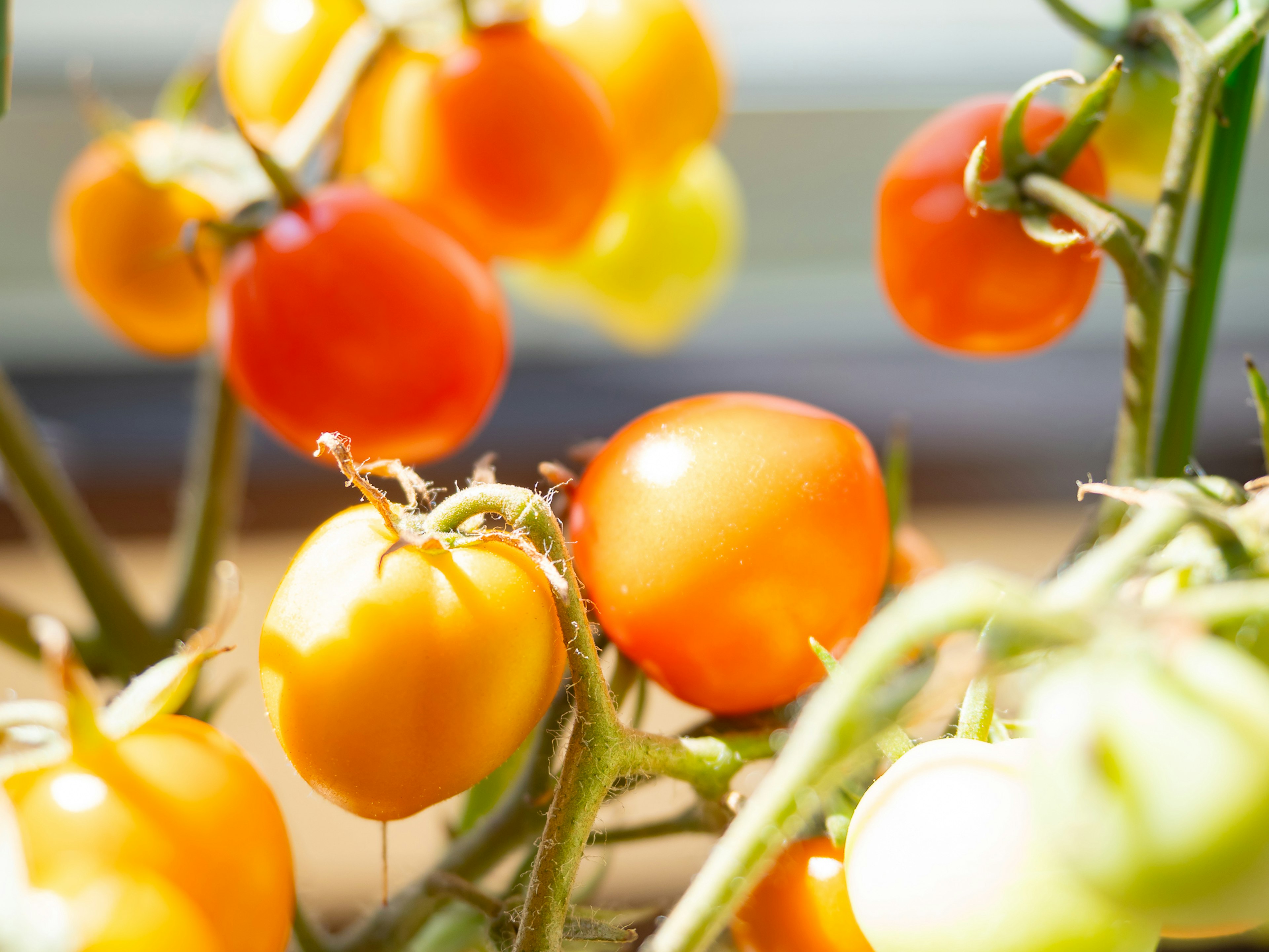 Bunte Kirschtomaten hängen am Stamm