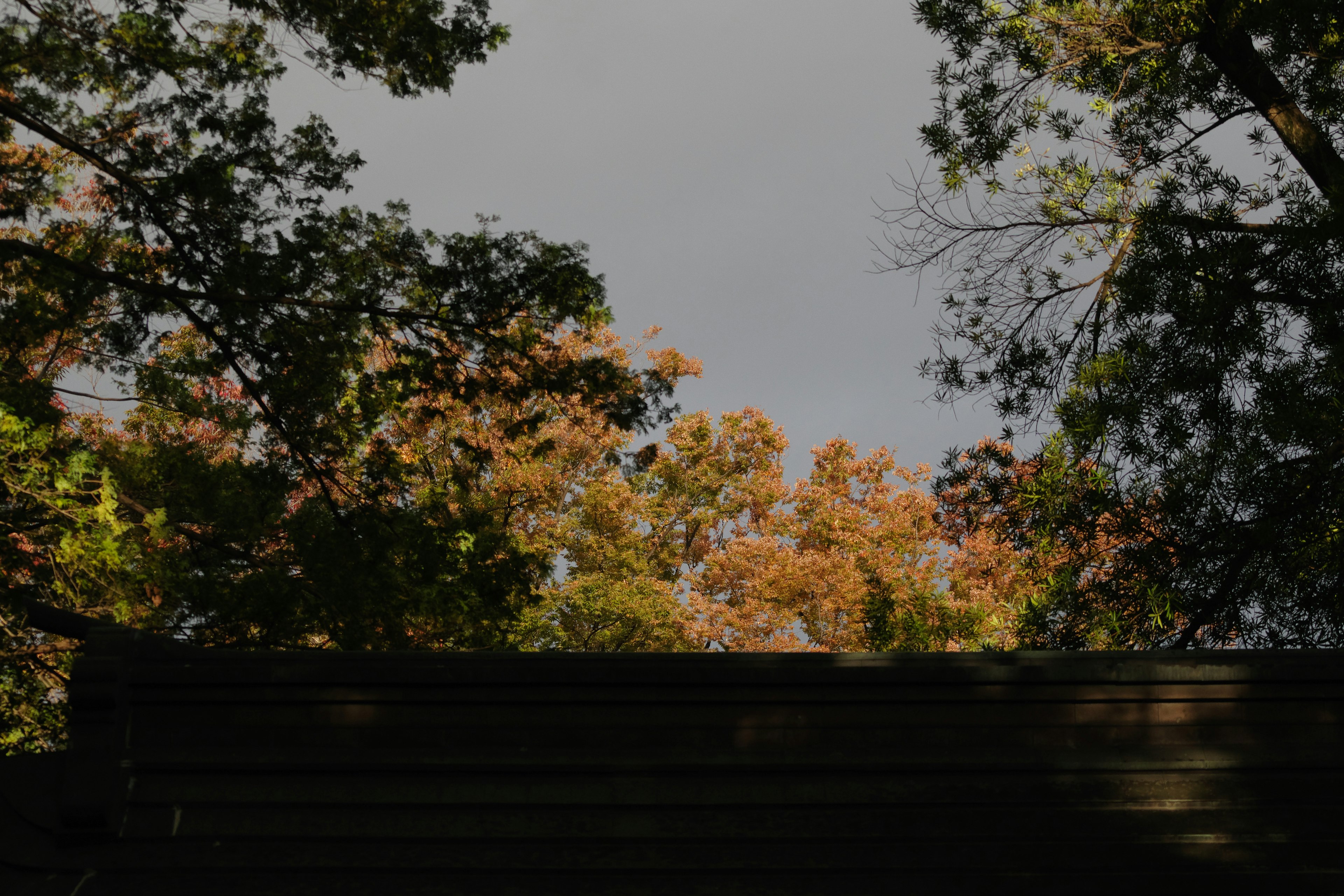 Bedeckter Himmel sichtbar durch Bäume mit Herbstlaub