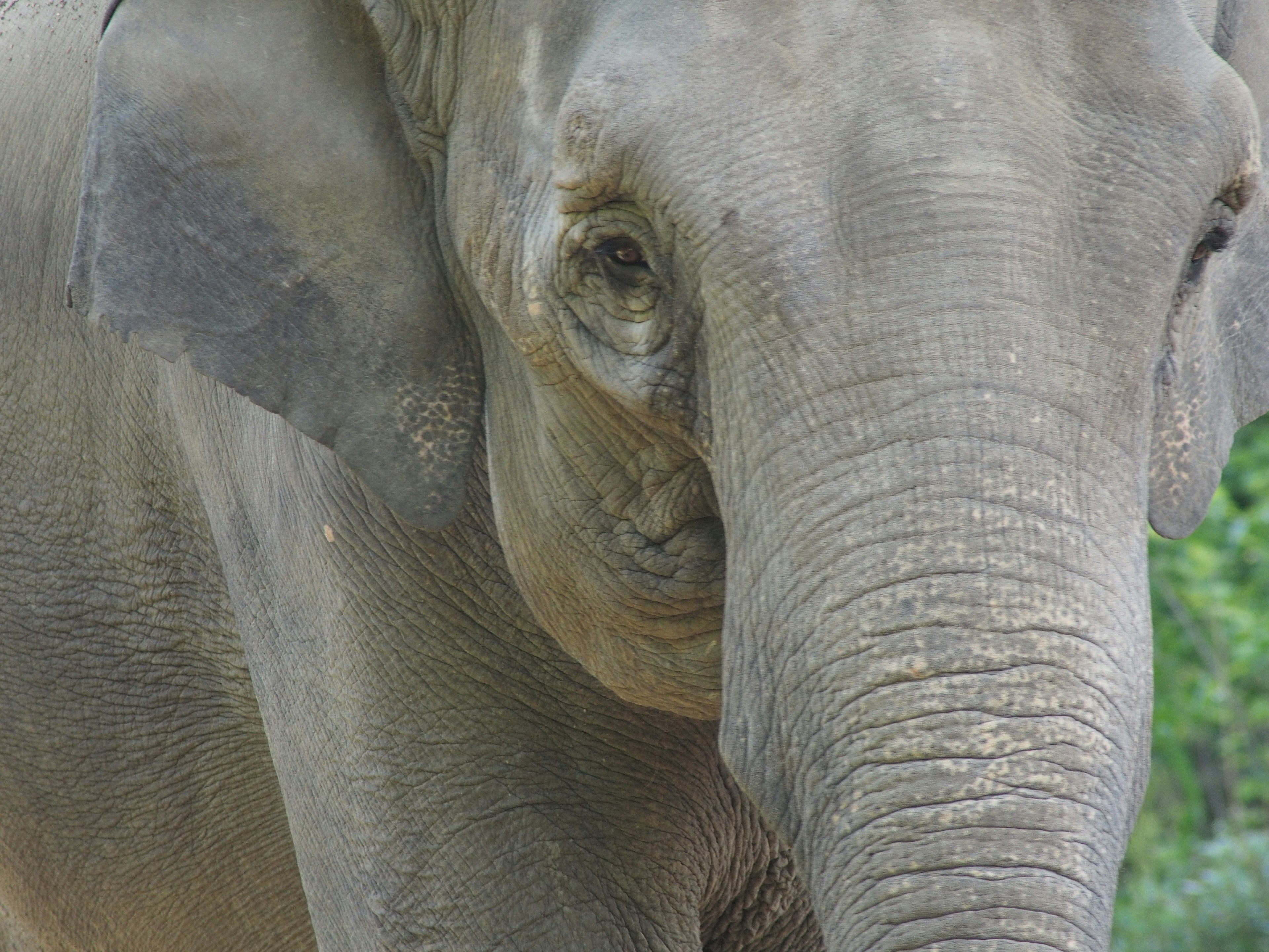 Close-up of an elephant's face featuring its eye and long trunk