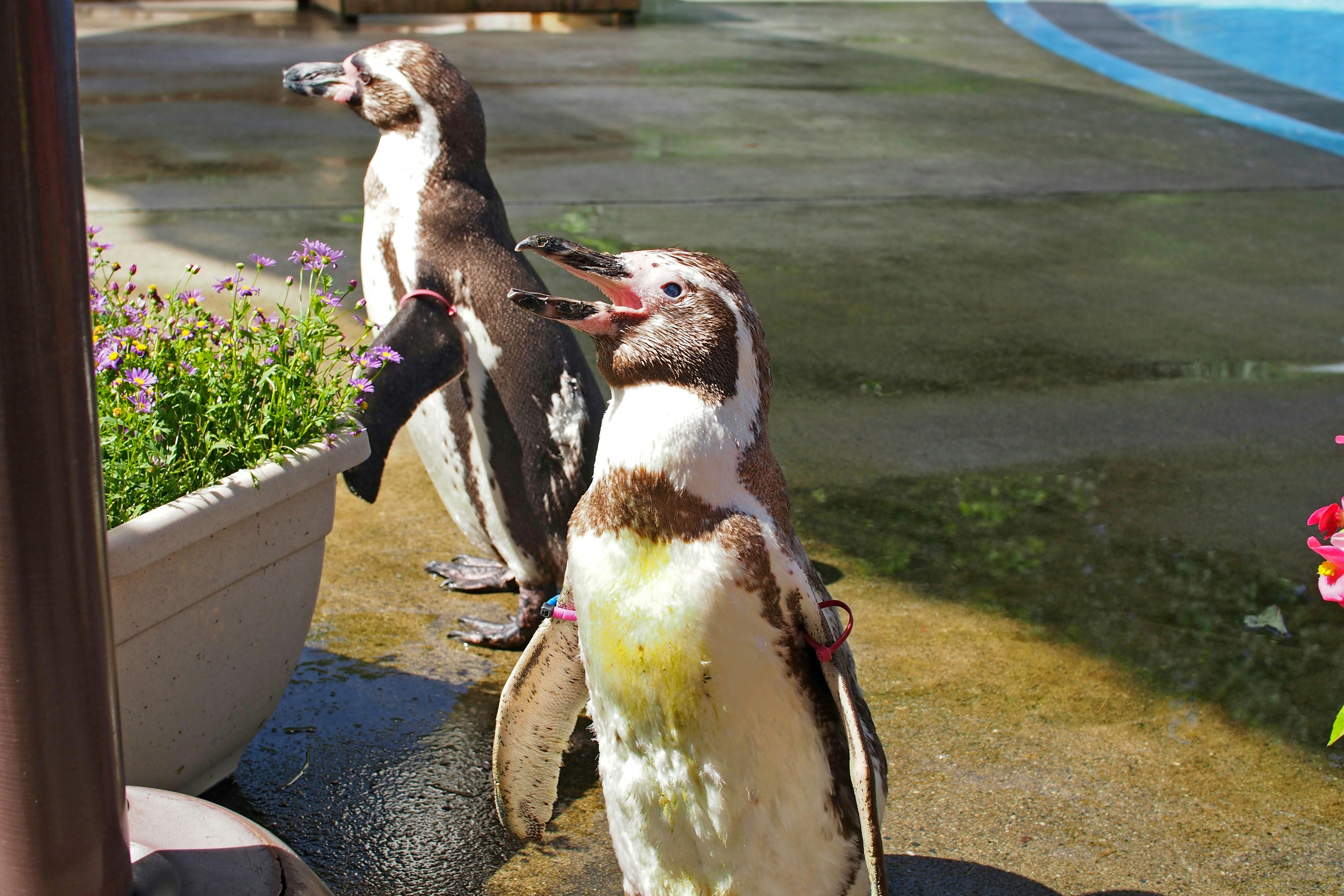 Two penguins standing near flowers