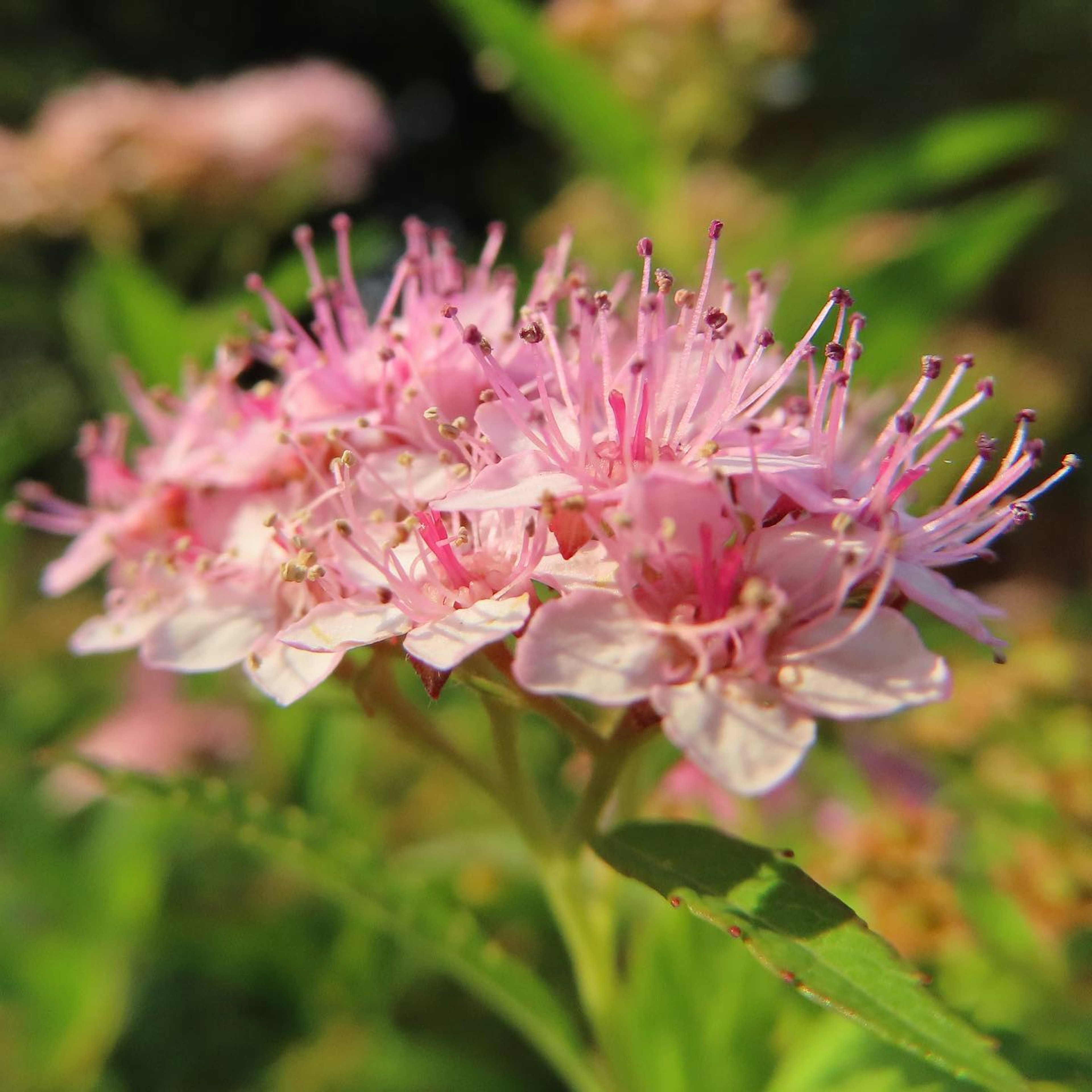 Gruppo di fiori rosa circondati da foglie verdi