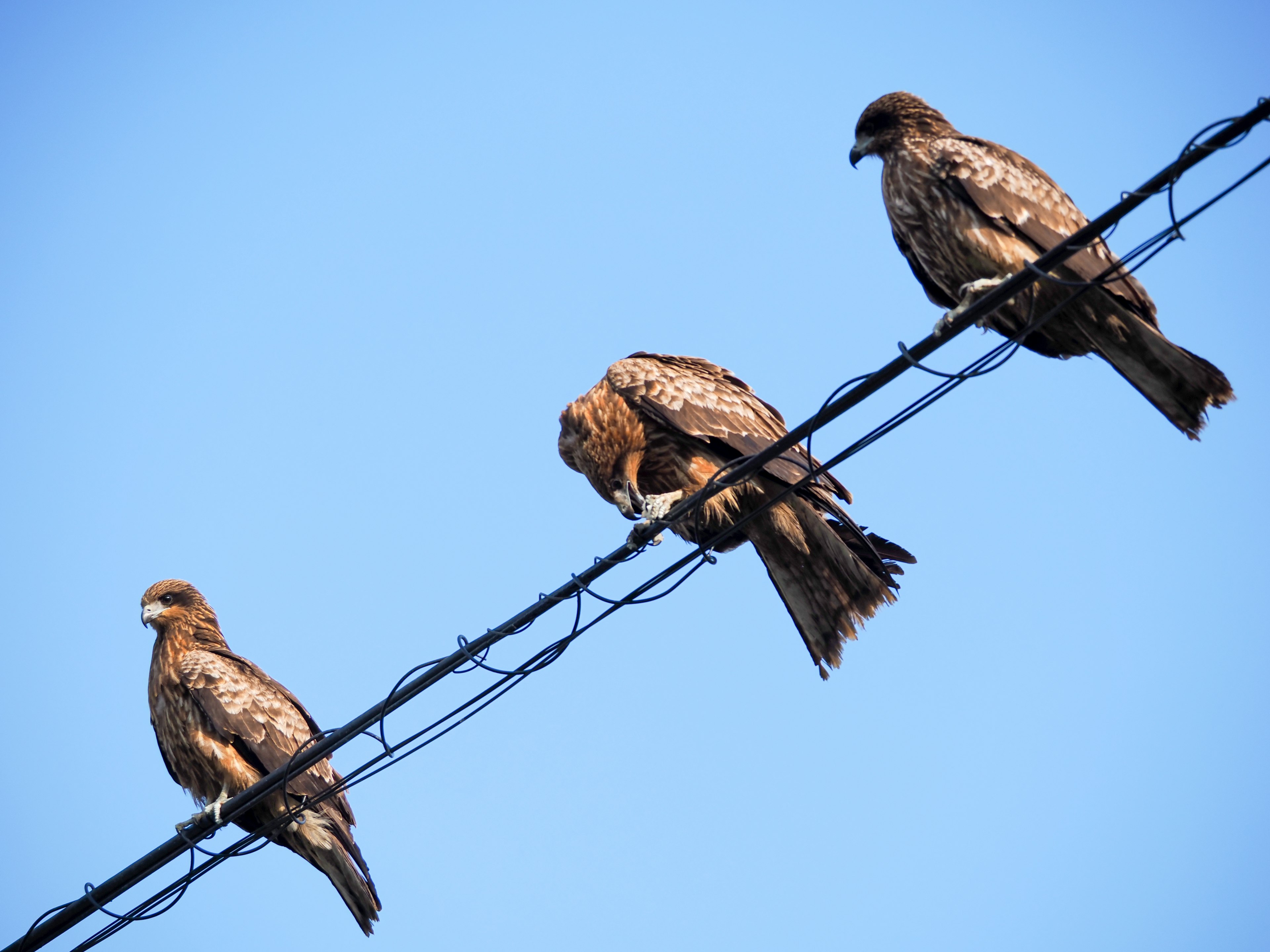 Tres halcones posados en un cable eléctrico bajo un cielo azul