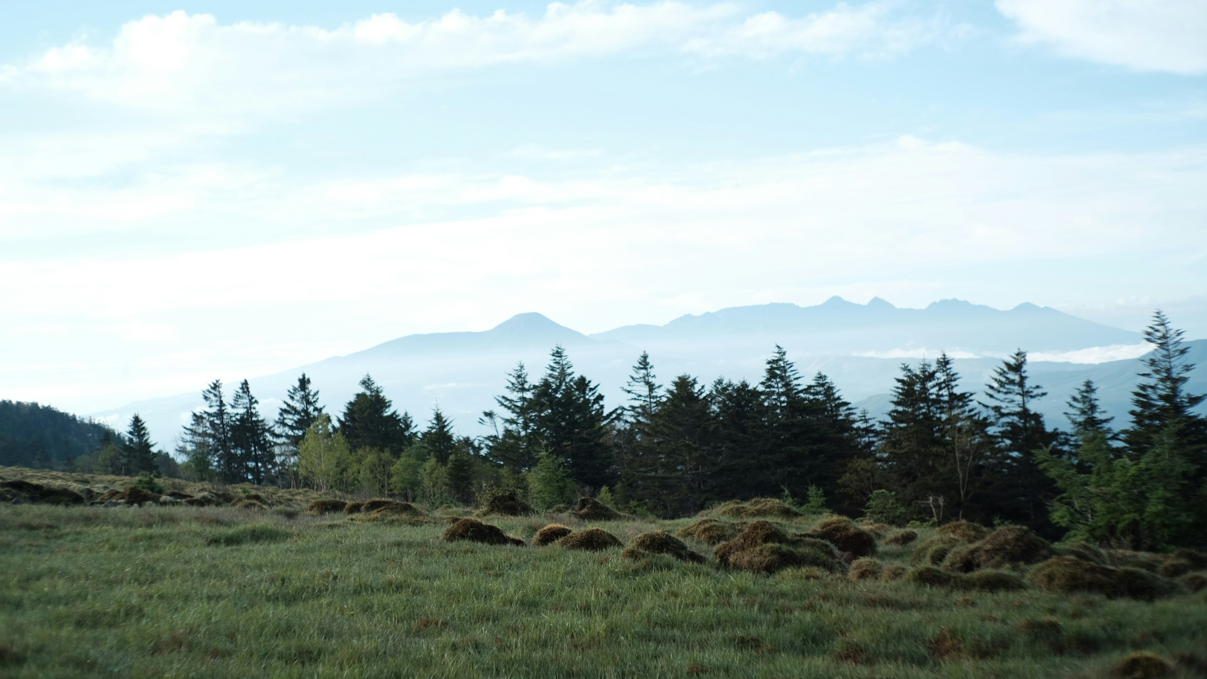 Landschaft mit grünem Grasland und Bäumen im Hintergrund der Berge