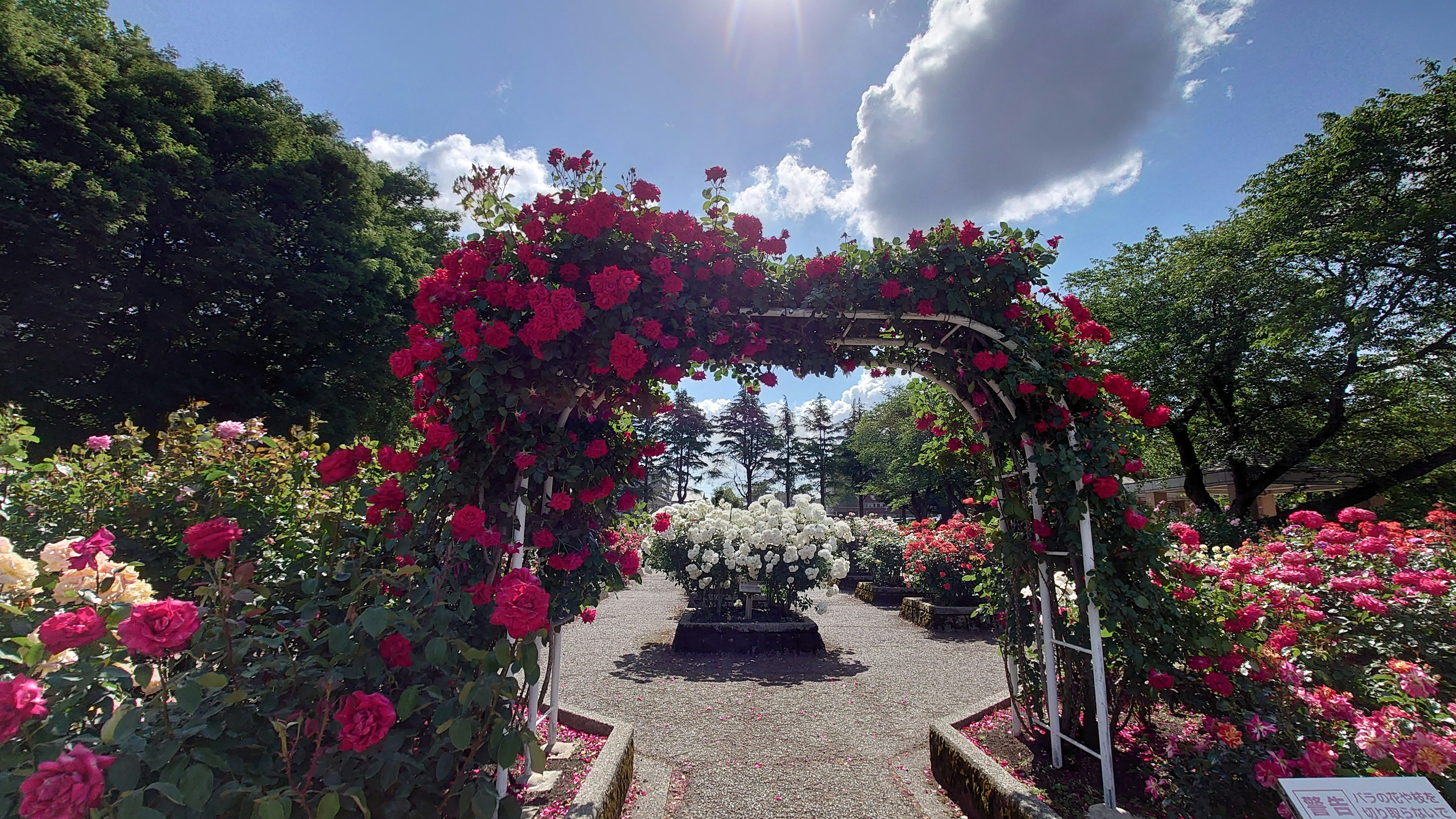 Arche de roses entourée de roses colorées en fleurs dans un parc