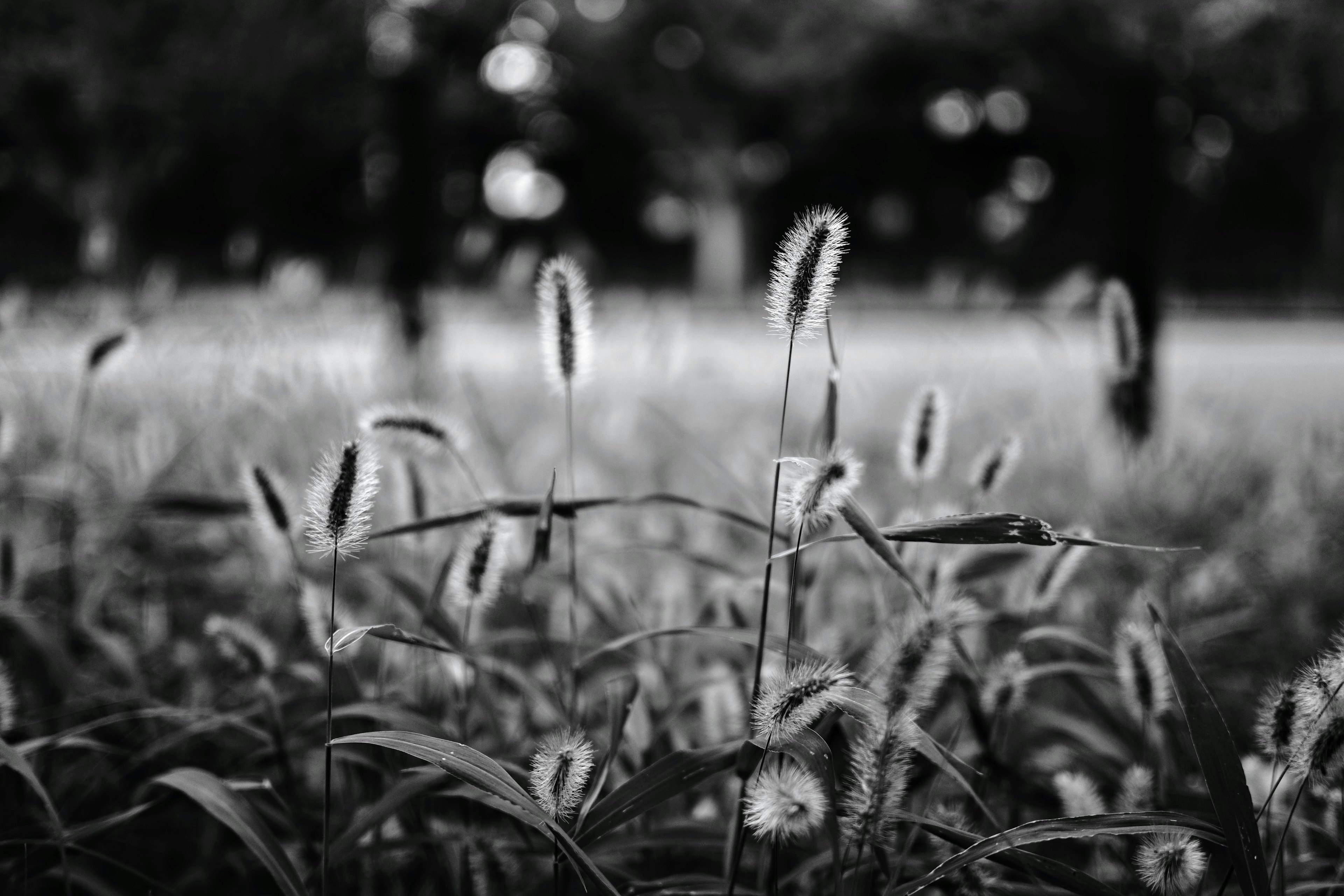 Black and white scene featuring clusters of grass and plants