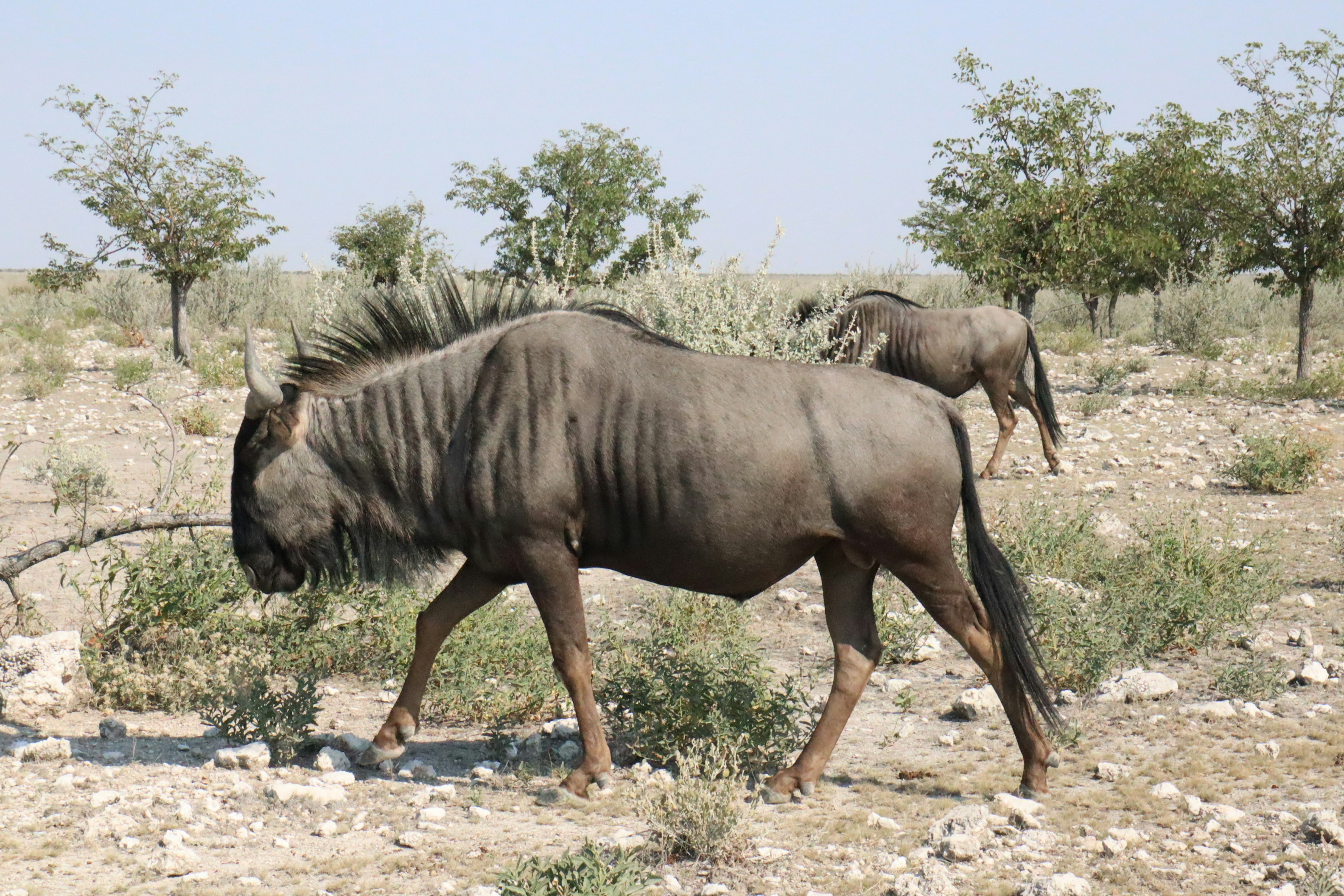 A wildebeest walking across a dry landscape with sparse vegetation