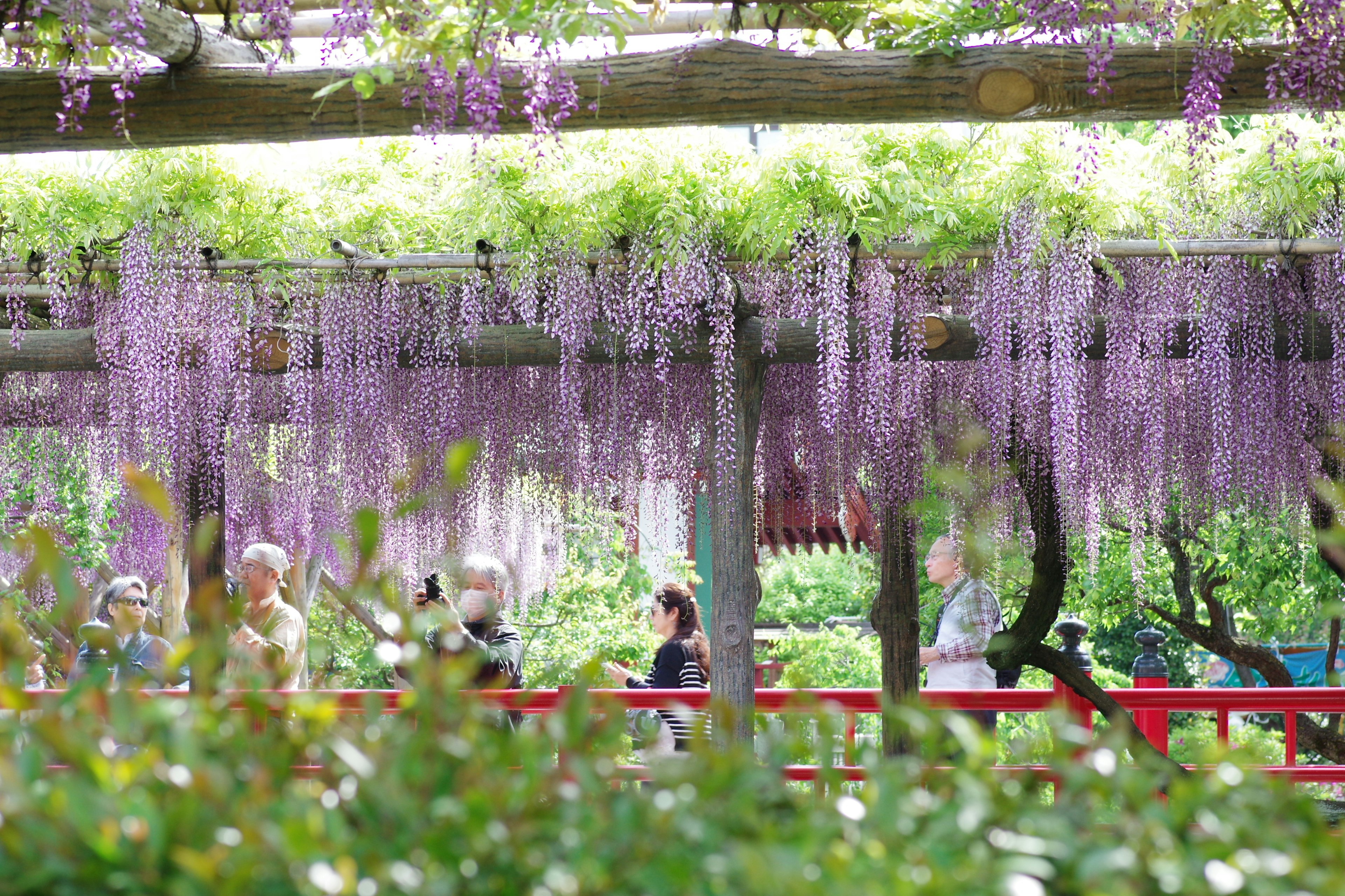 紫色の藤の花が垂れ下がる木の下で散策する人々