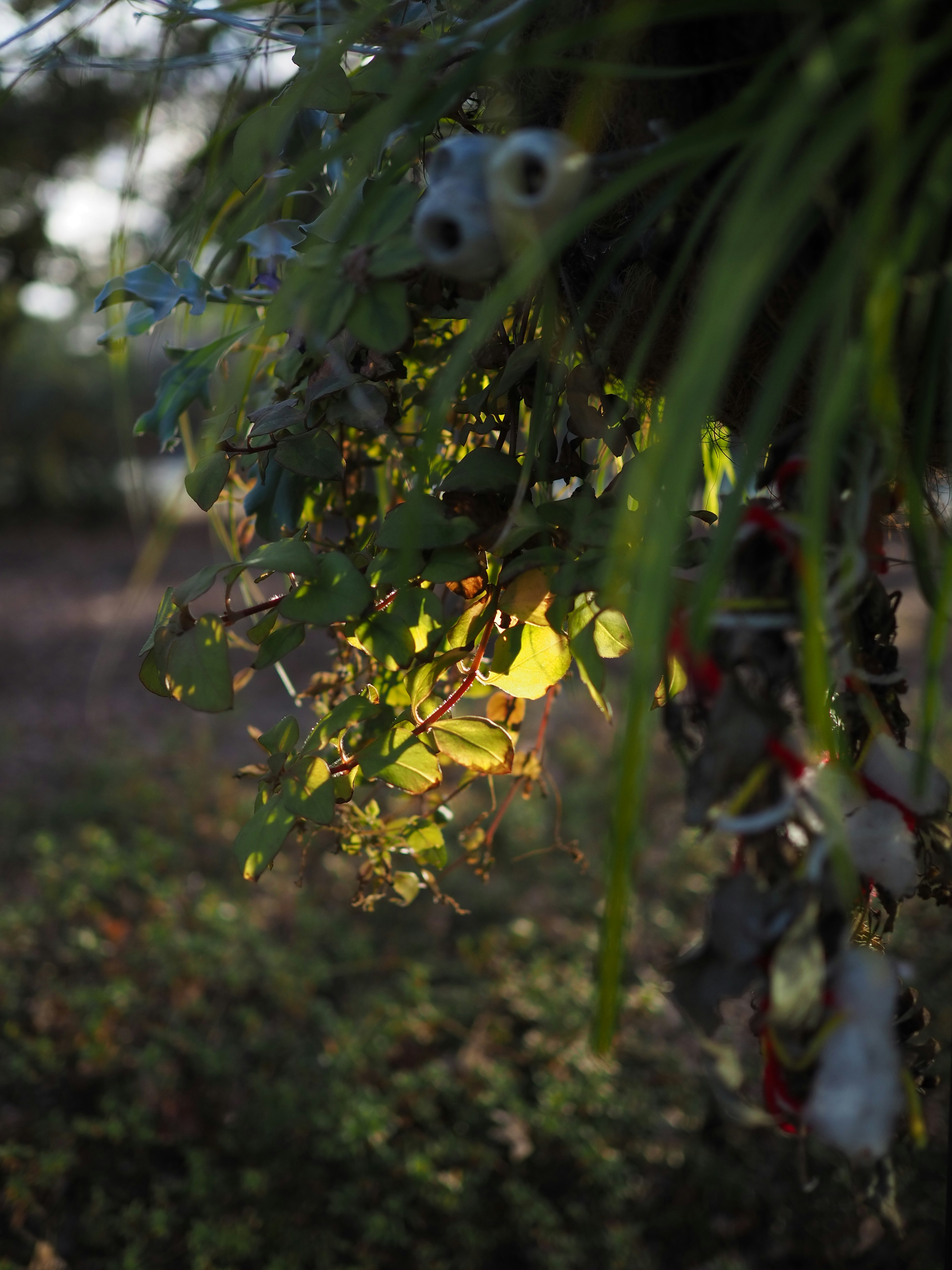 Beautiful natural scene with green leaves and light interplay