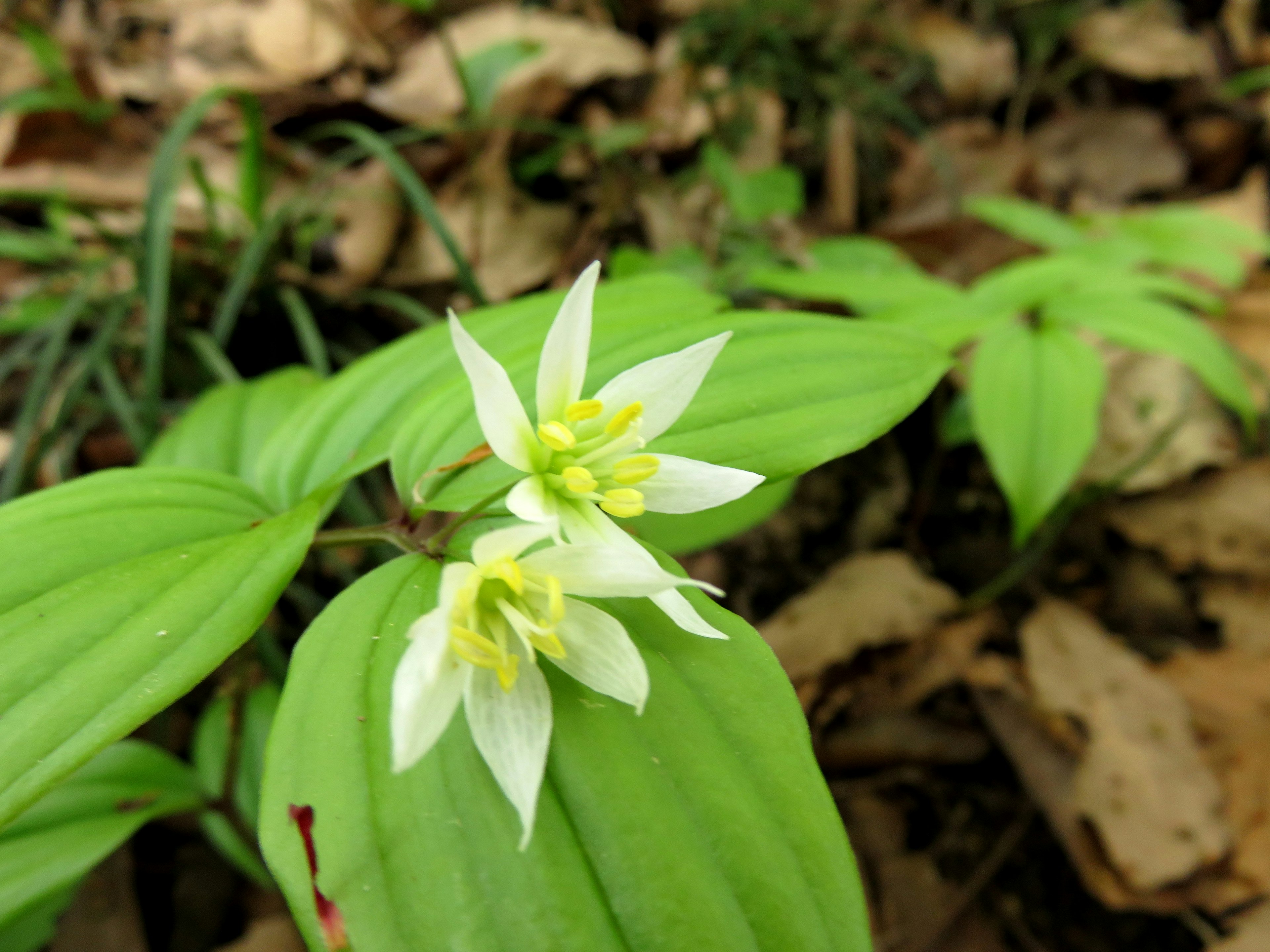 Primo piano di fiori bianchi che sbocciano tra foglie verdi