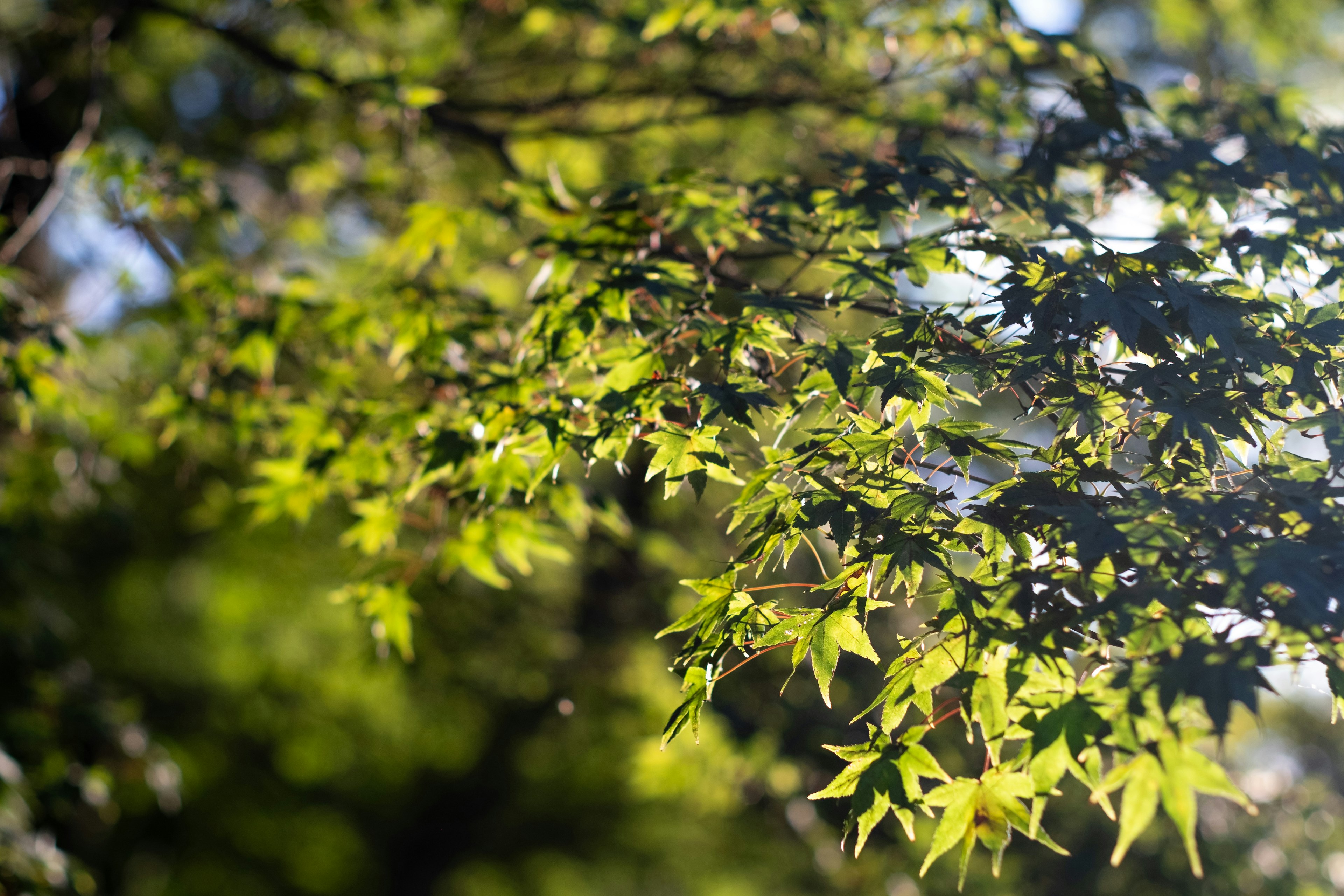 Photo de branches d'arbre avec des feuilles vertes luxuriantes