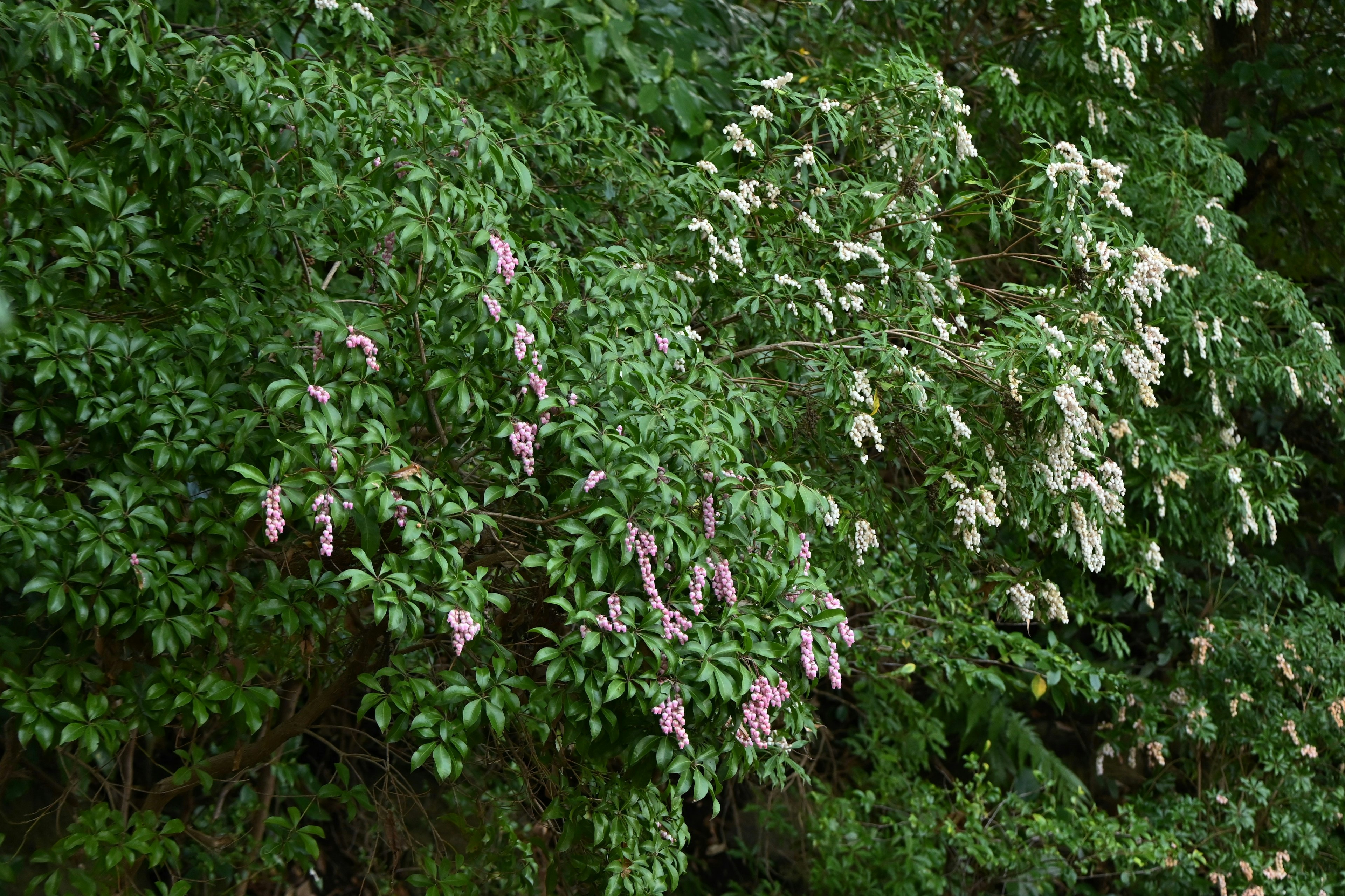 Un arbre avec des fleurs roses et blanches entouré de feuilles vertes