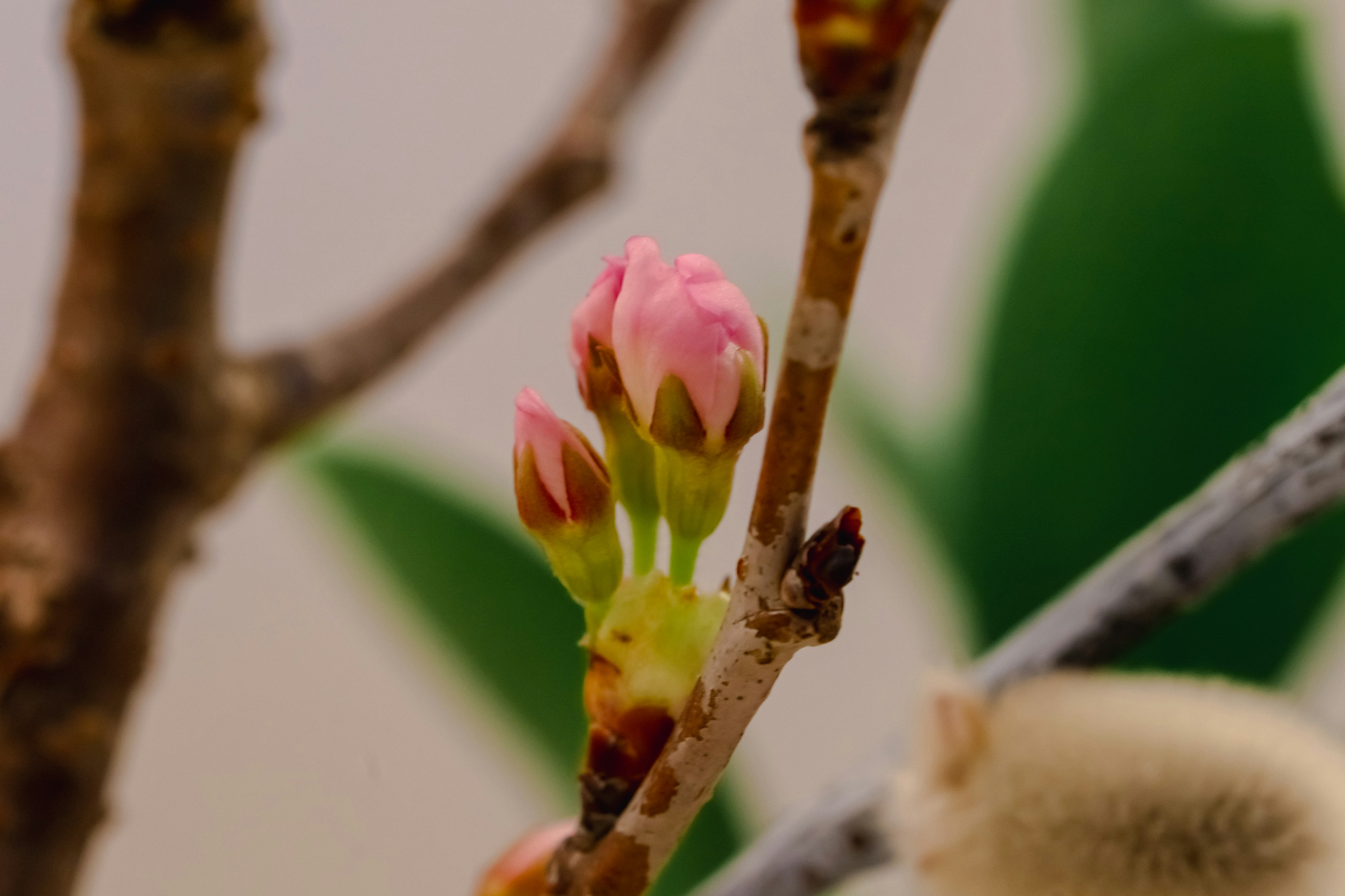 ピンクの花芽と緑の葉がある枝のクローズアップ