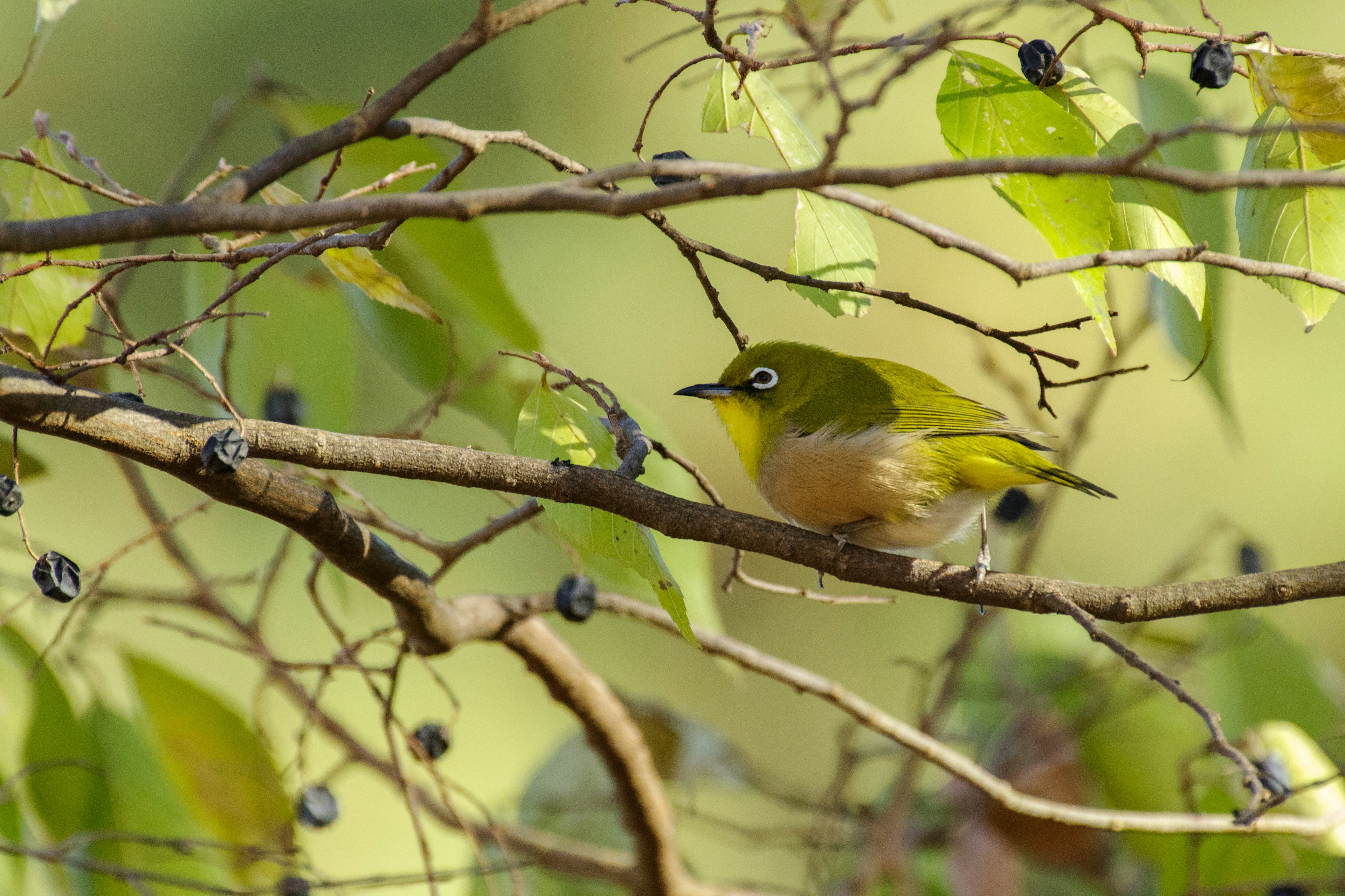 Ein kleiner grüner Vogel sitzt auf einem Zweig mit Blättern und Beeren