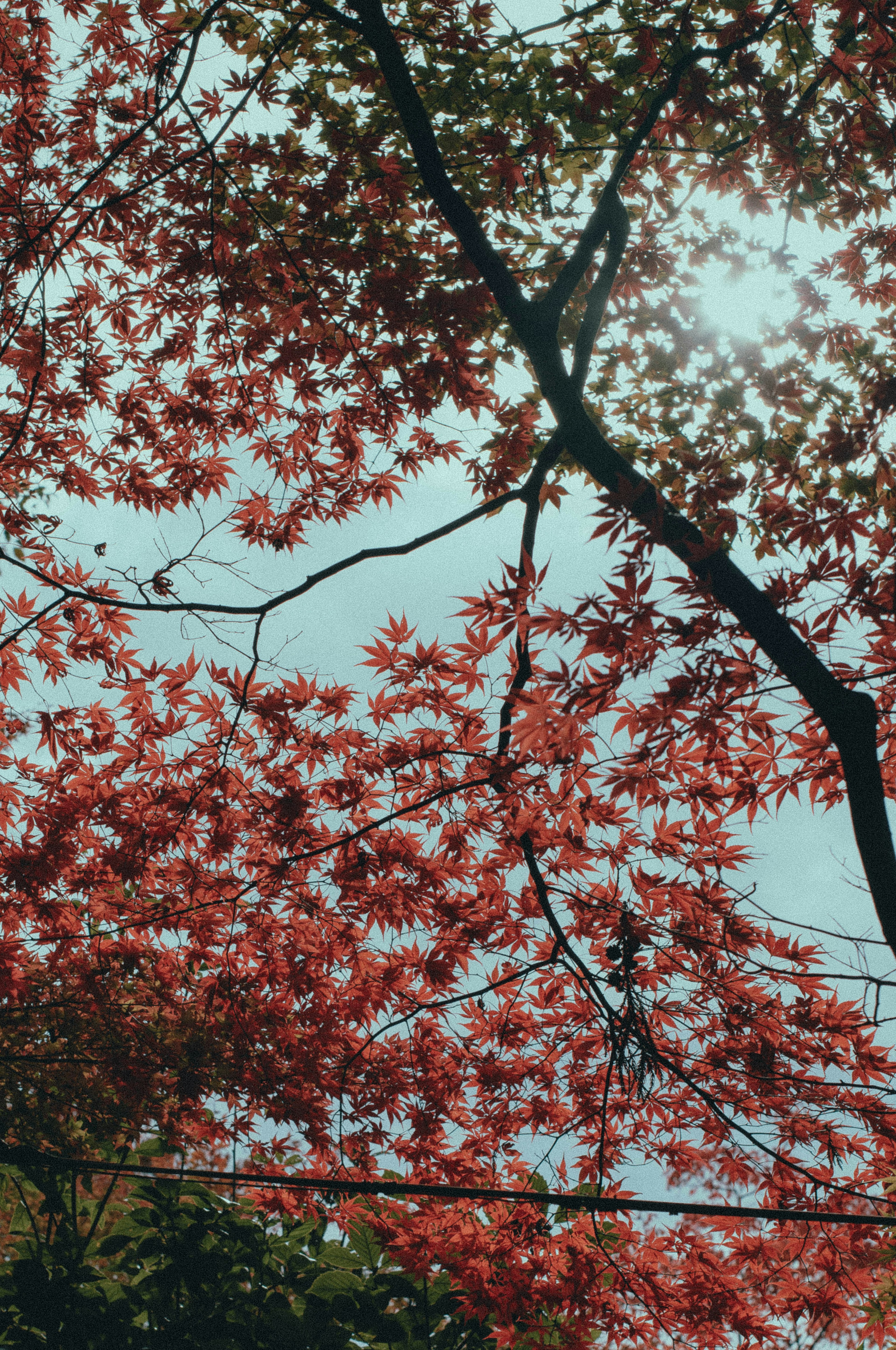 Beautiful view of trees with red leaves against the sky