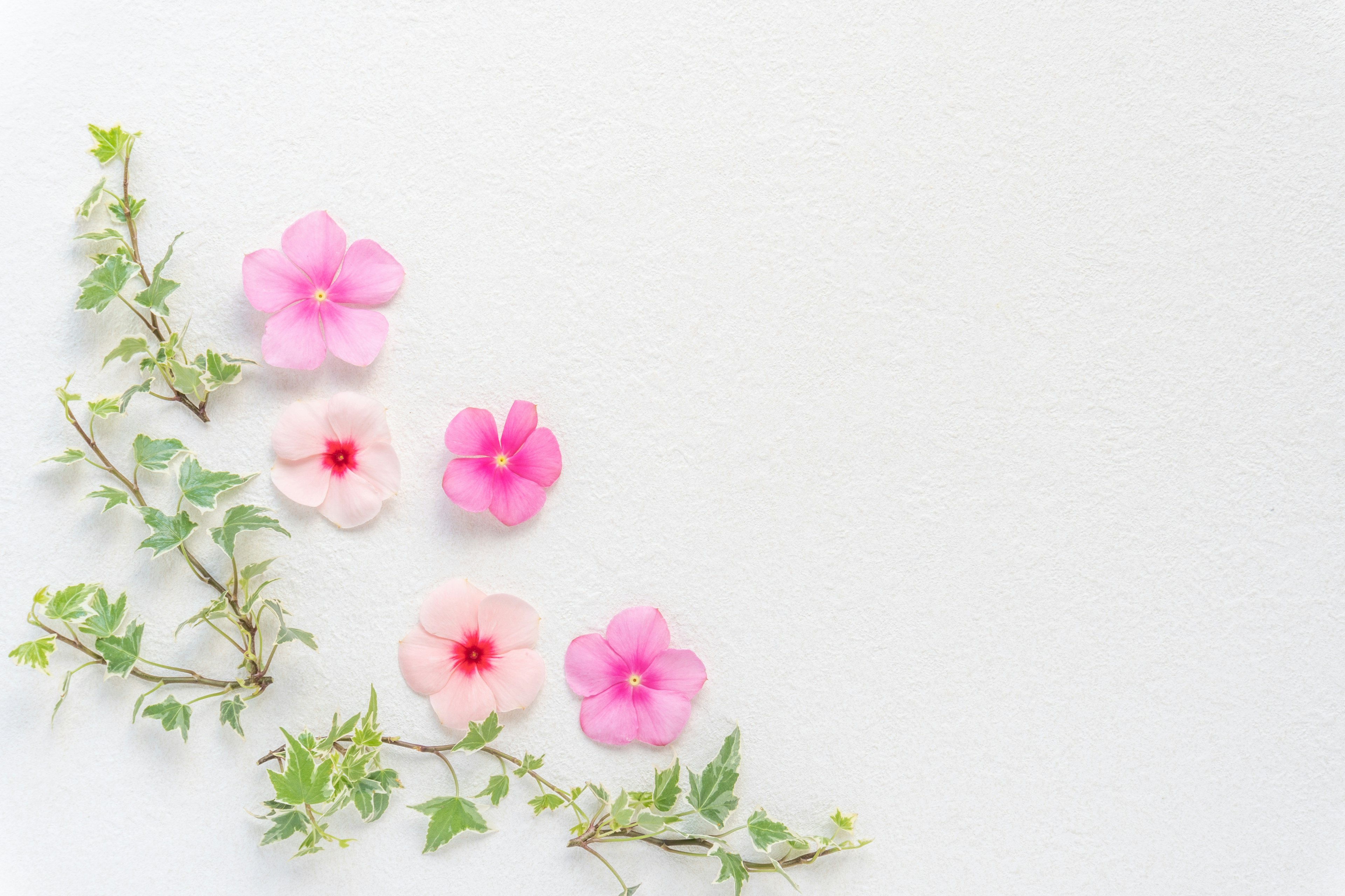 Anordnung von rosa und weißen Blumen mit grünen Blättern auf hellem Hintergrund