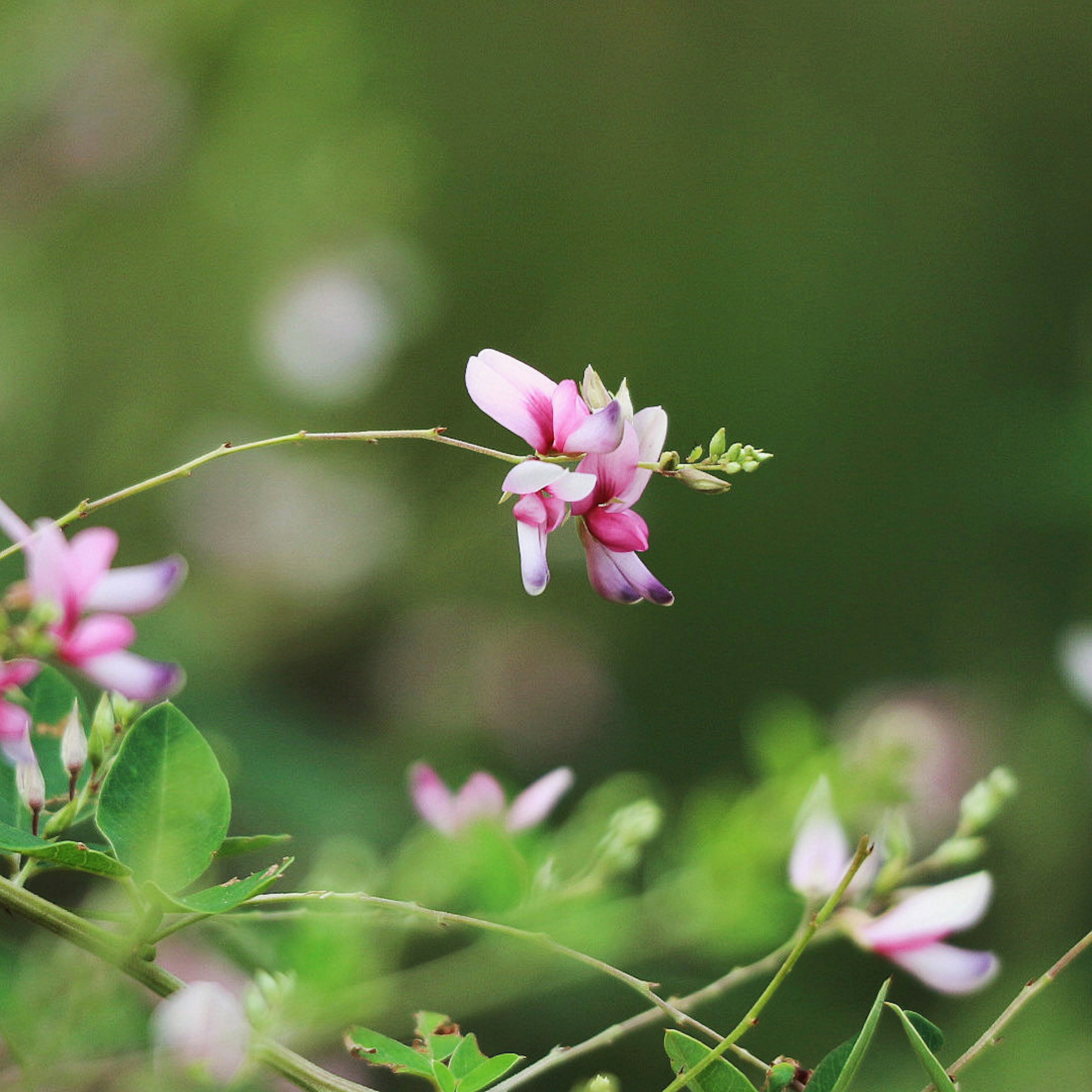 Close-up of a plant with pale pink flowers against a green background