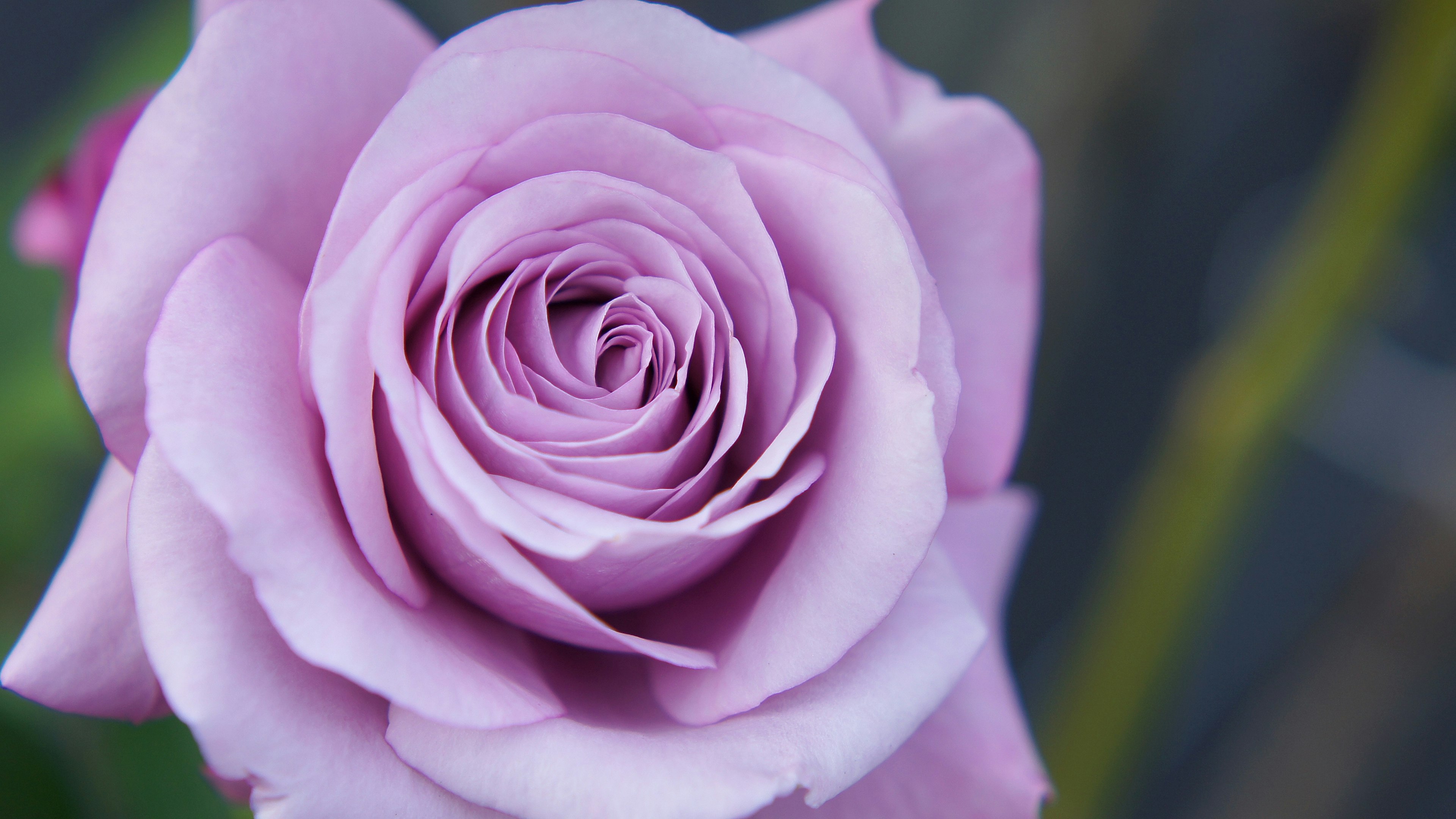 Close-up mawar lavender dengan kelopak bertumpuk