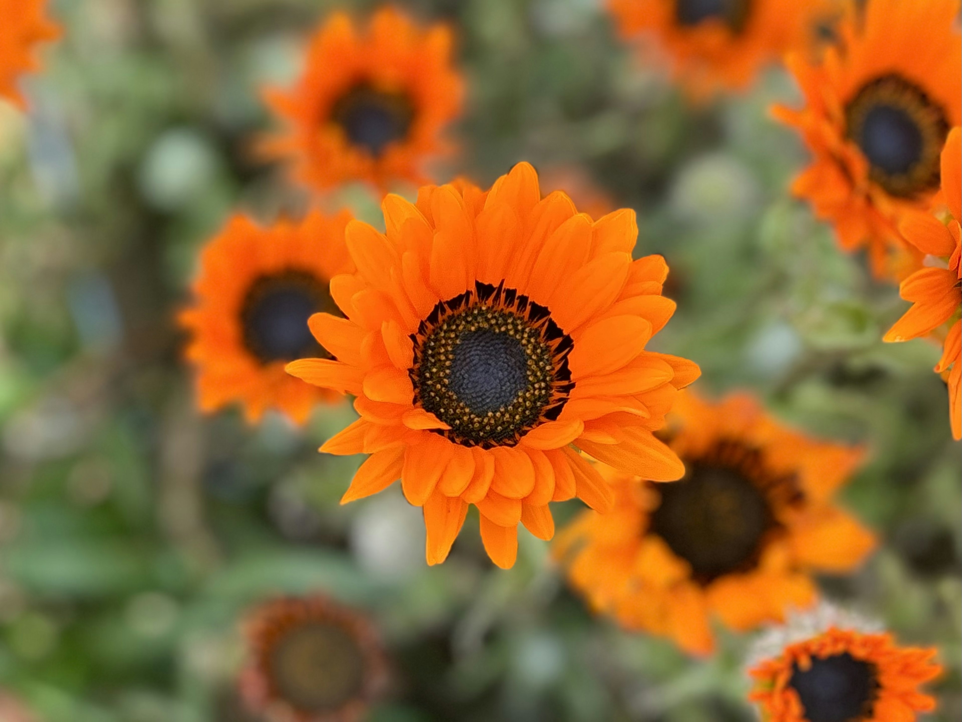 Primer plano de girasoles naranjas vibrantes con centros oscuros