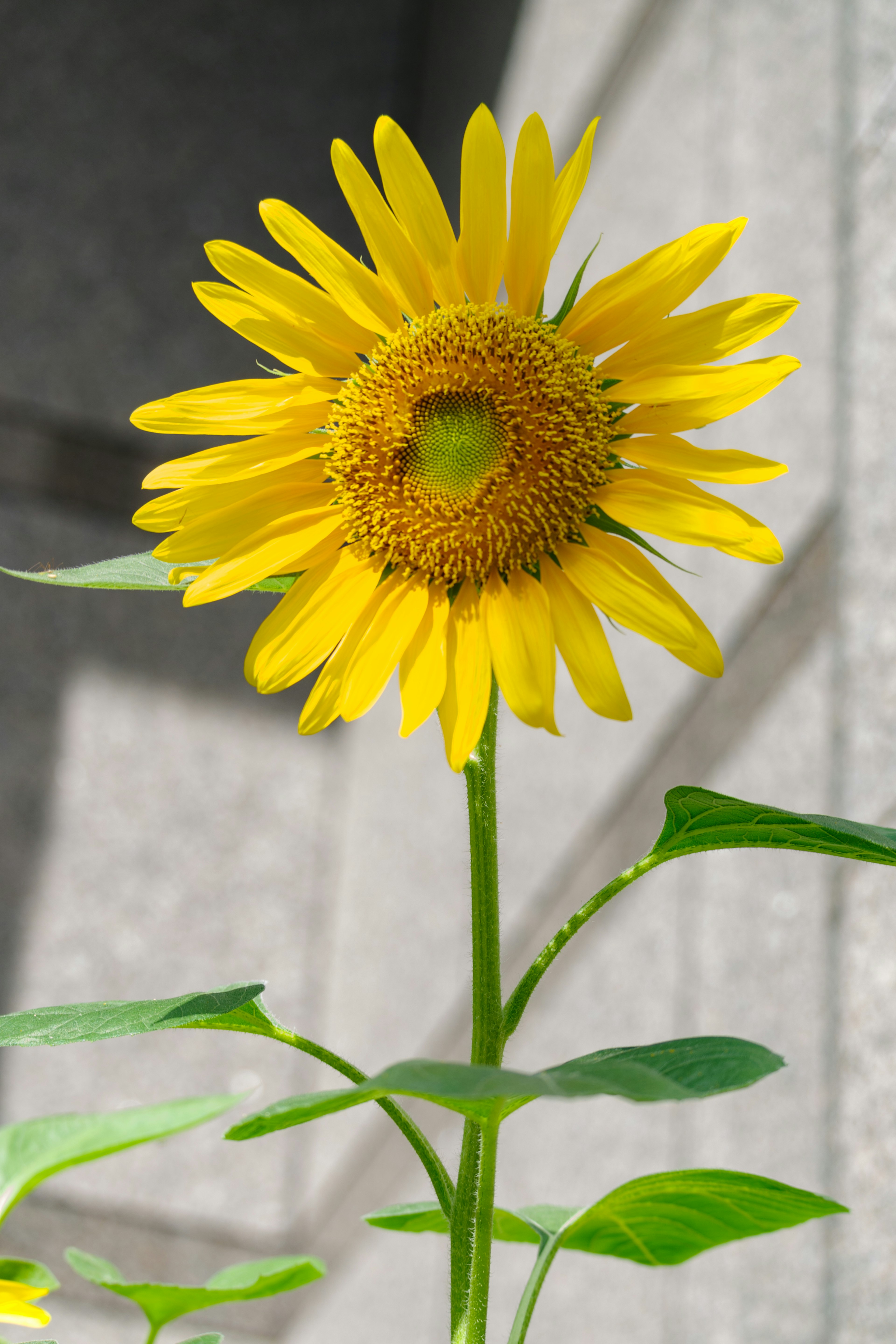 Un girasol amarillo brillante en flor con hojas verdes