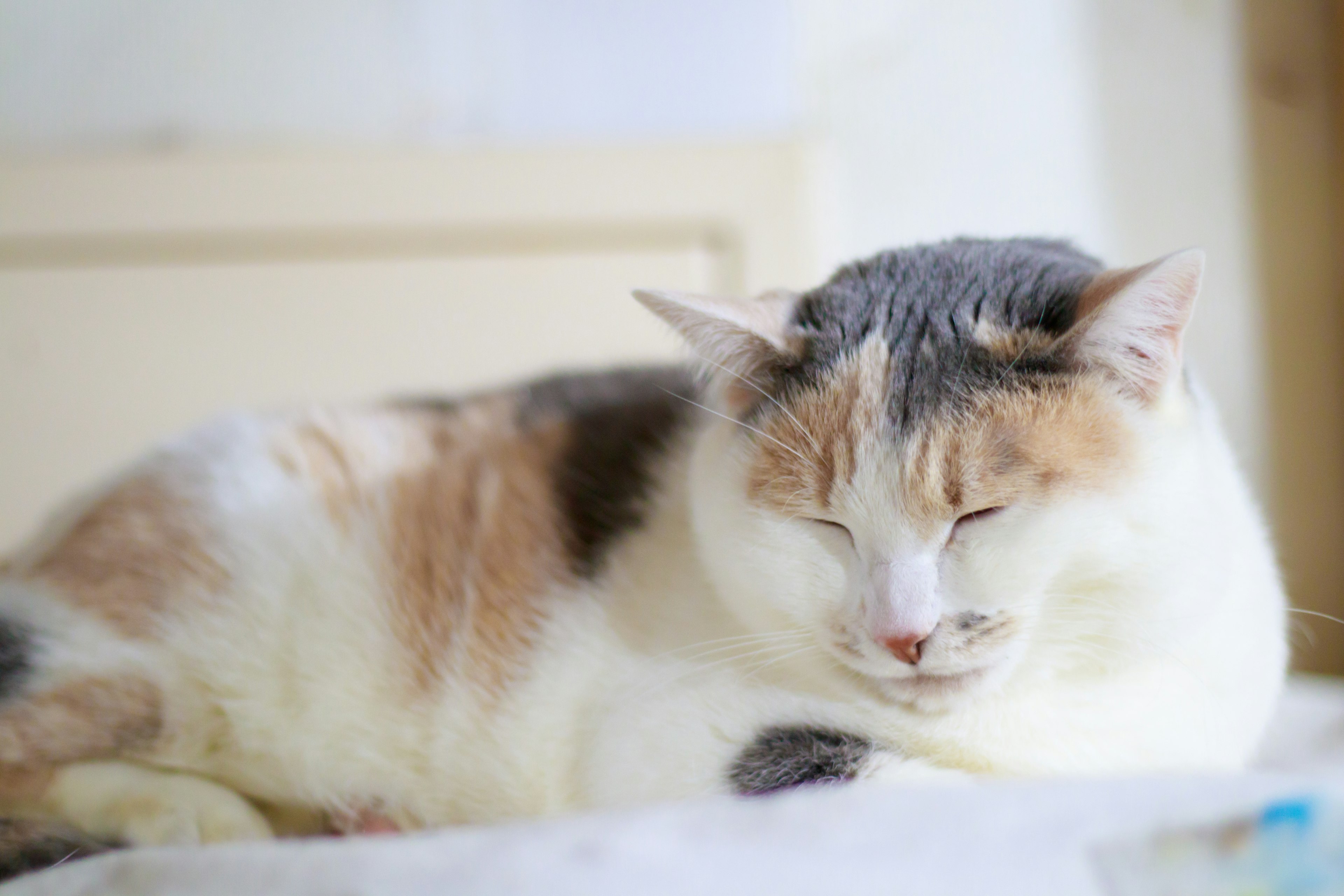 Primo piano di un gatto calico che dorme