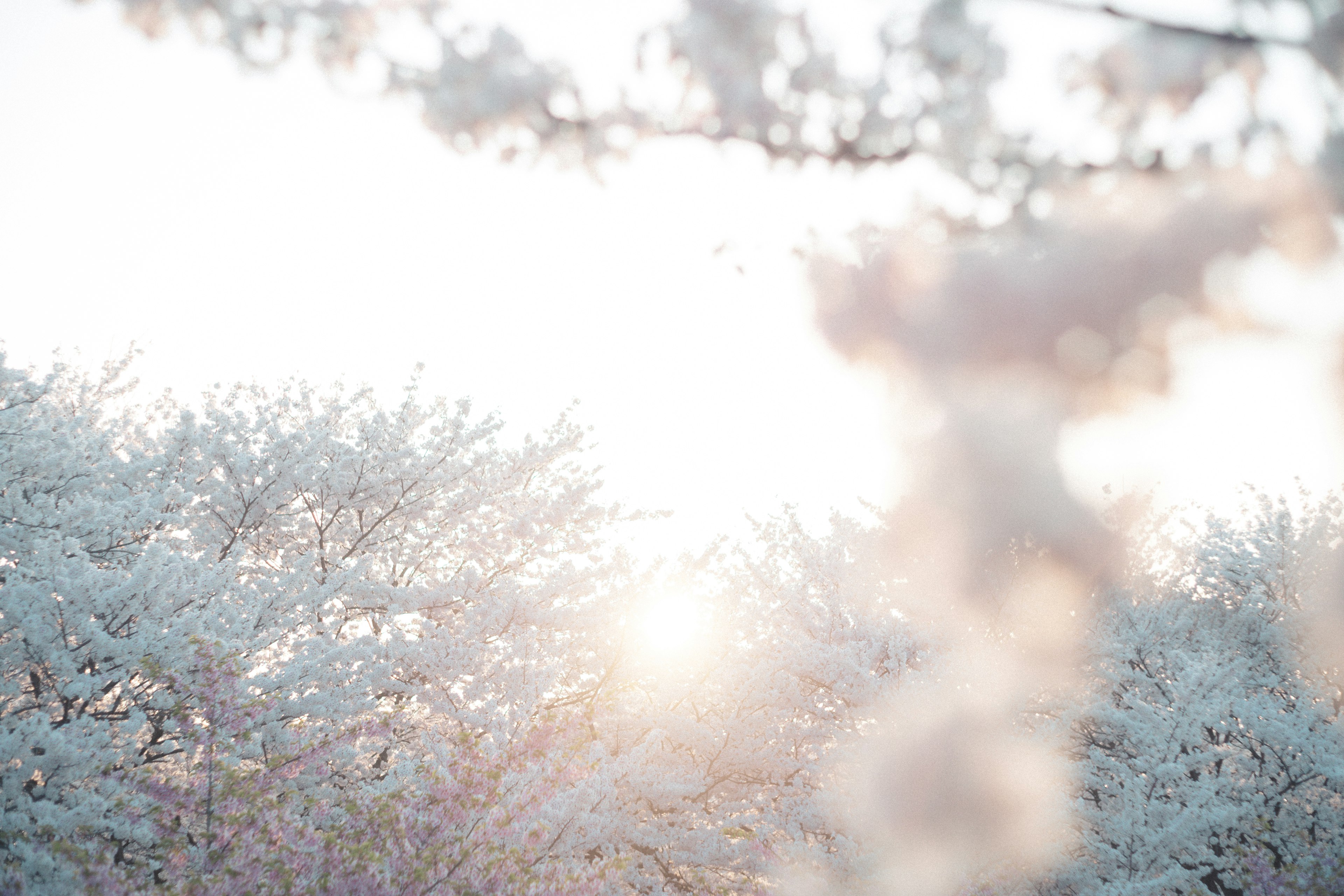 Des cerisiers en fleurs avec une douce lumière du soleil dans un paysage serein